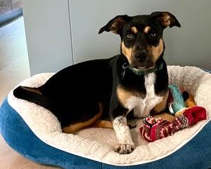 Mocha (Formerly Blair)