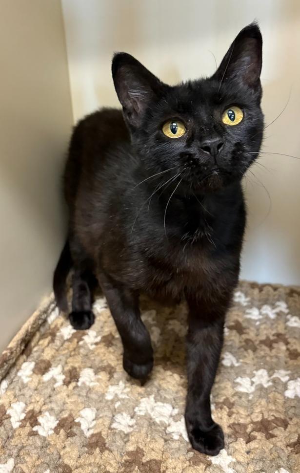 Merci, a Adoptable Domestic Short Hair in Rochester, IN image 1/2