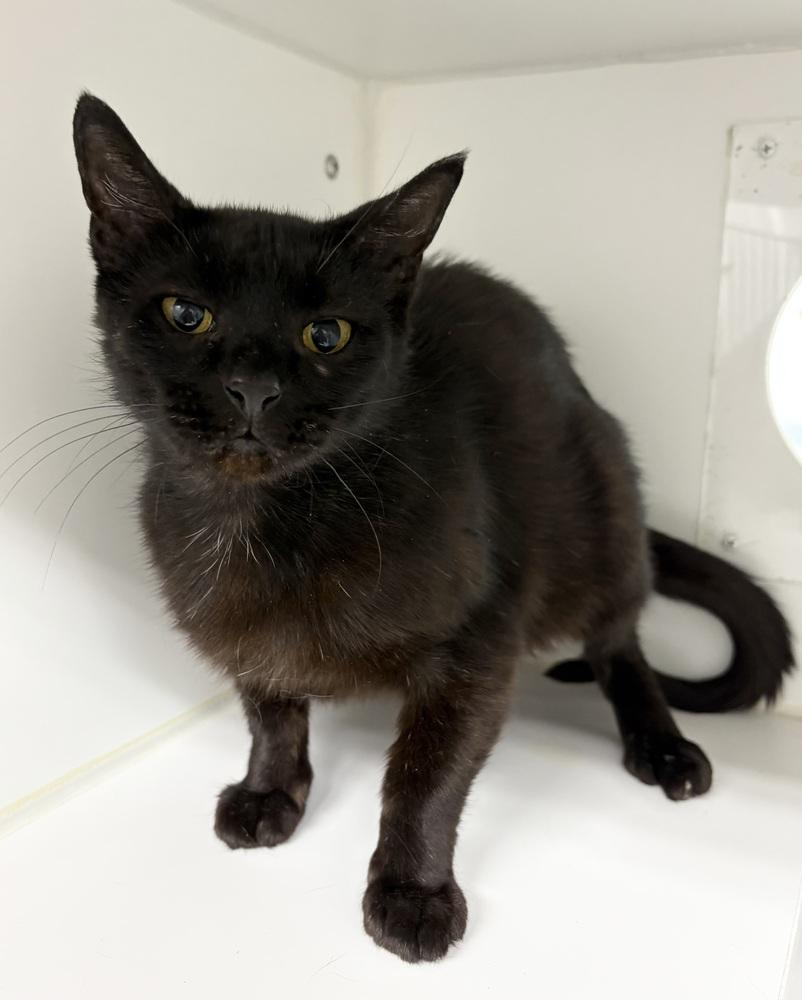 Merci, a Adoptable Domestic Short Hair in Rochester, IN image 2/2
