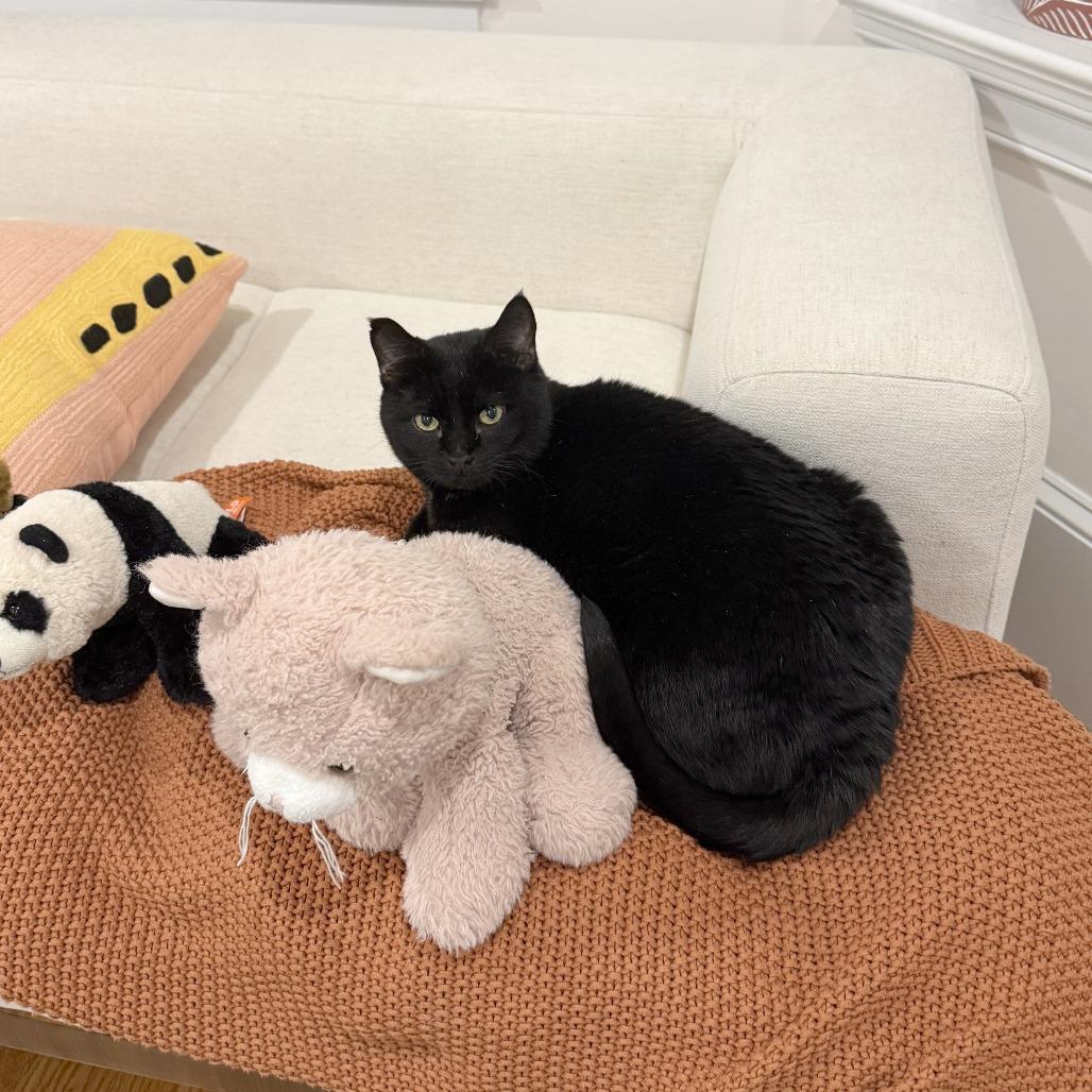 Enlarge Bates Family: Norma (16674), a Adoptable Domestic Short Hair in Washington, DC image 1/2