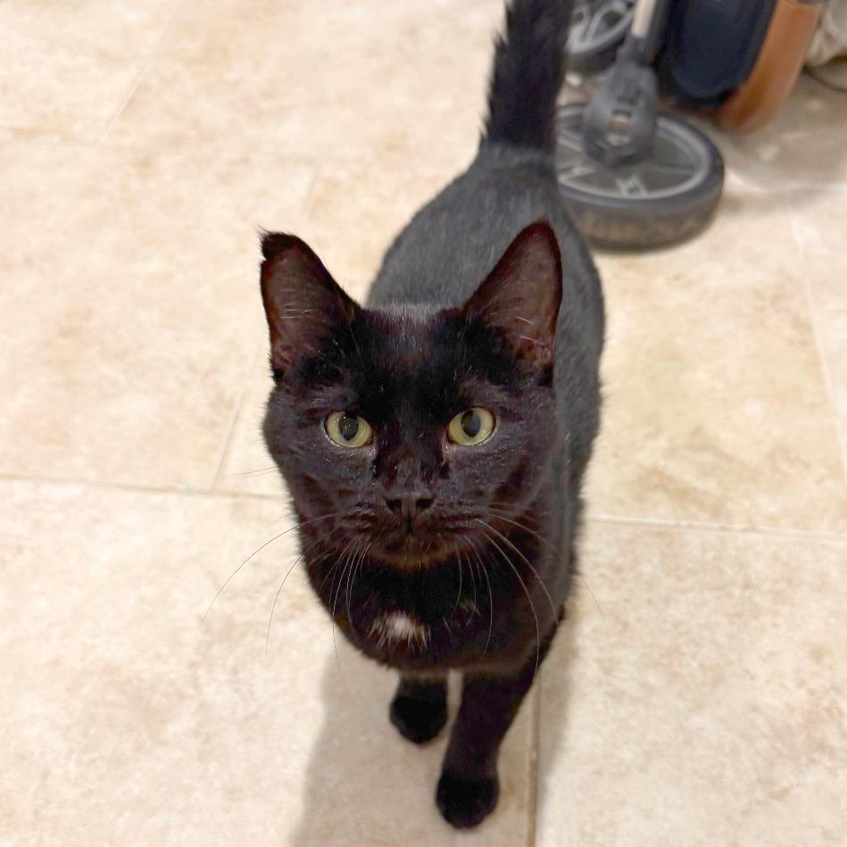 Enlarge Bates Family: Norma (16674), a Adoptable Domestic Short Hair in Washington, DC image 2/2