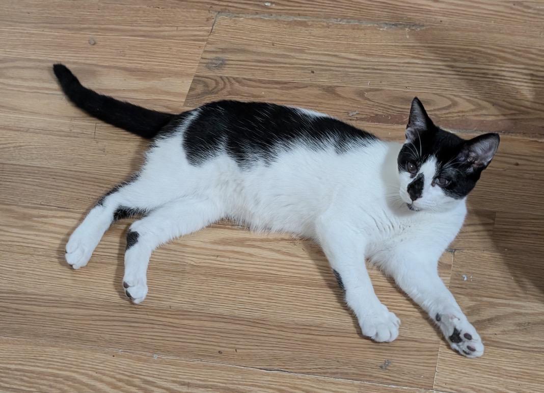 Enlarge Bugsy ( friendly, playful and affectionate kitten), a Adoptable Domestic Short Hair in Staten island, NY image 1/5