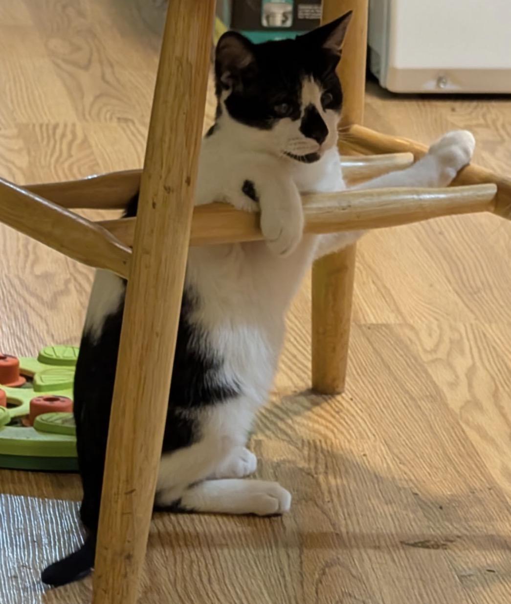 Enlarge Bugsy ( friendly, playful and affectionate kitten), a Adoptable Domestic Short Hair in Staten island, NY image 3/5