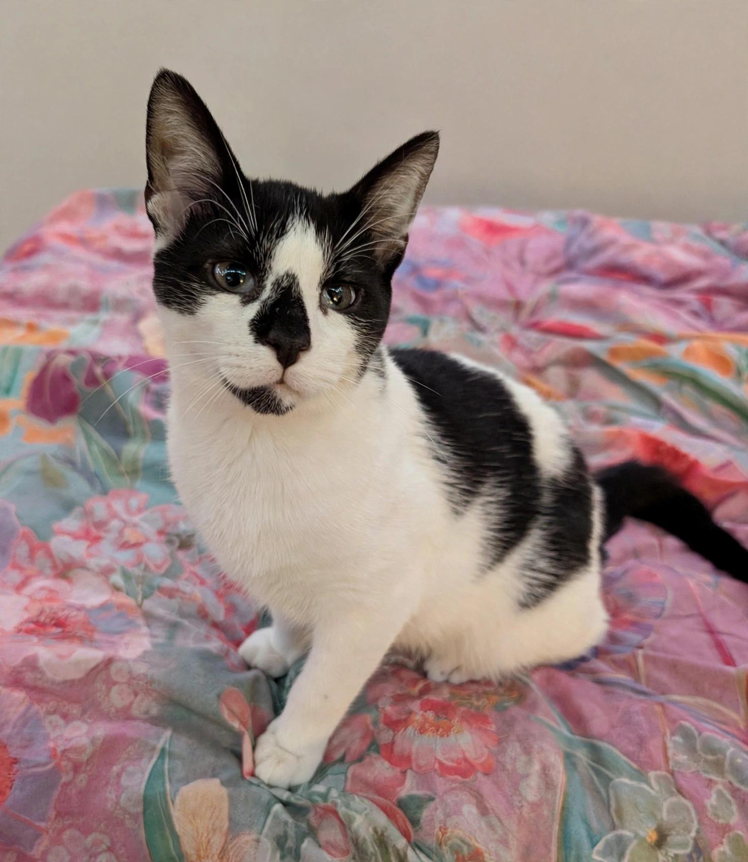 Bugsy ( friendly, playful and affectionate kitten), Adoptable, Kitten Male Domestic Short Hair.