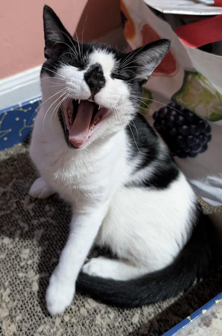 Enlarge Bugsy ( friendly, playful and affectionate kitten), a Adoptable Domestic Short Hair in Staten island, NY image 2/5