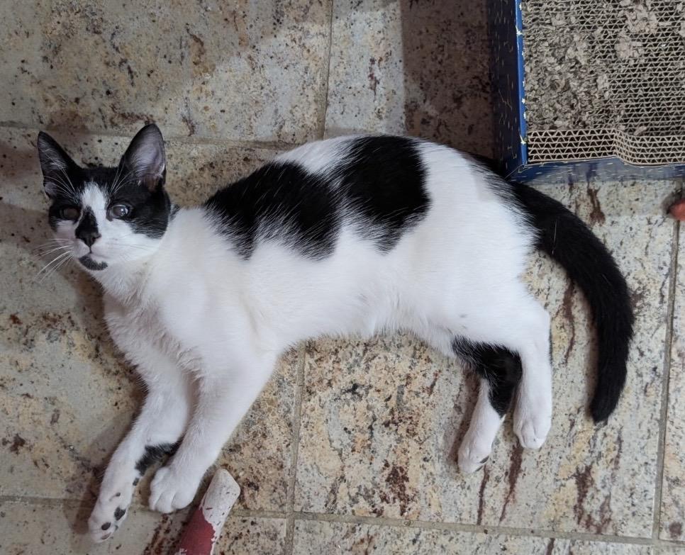 Enlarge Bugsy ( friendly, playful and affectionate kitten), a Adoptable Domestic Short Hair in Staten island, NY image 4/5