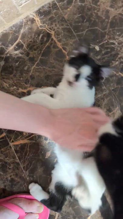 Enlarge Bugsy ( friendly, playful and affectionate kitten), a Adoptable Domestic Short Hair in Staten island, NY video 5/5