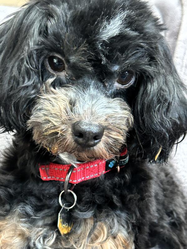 Enlarge Cookie, an adopted Bernedoodle in Salt Lake City, UT image 2/4