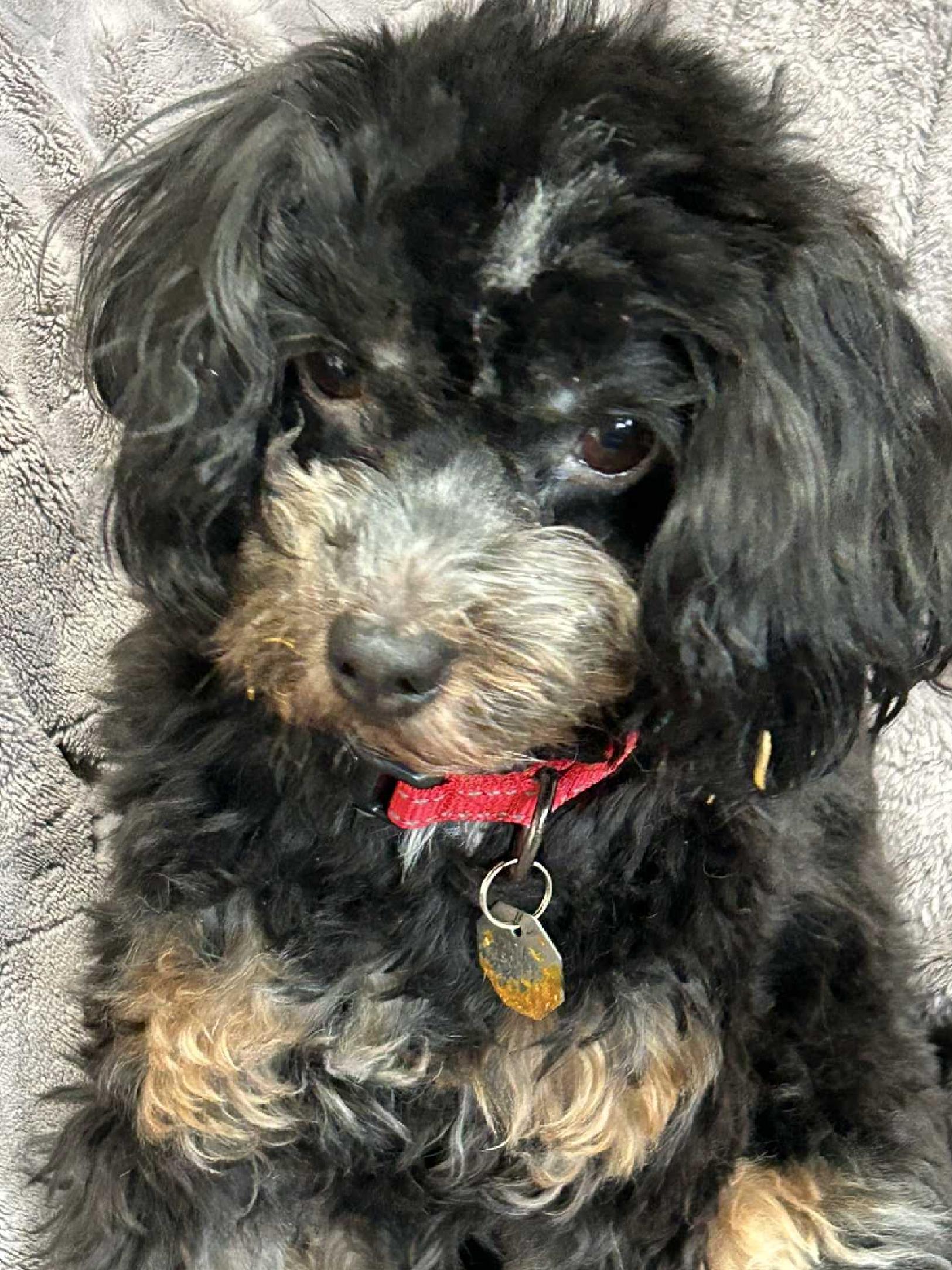 Enlarge Cookie, an adopted Bernedoodle in Salt Lake City, UT image 4/4
