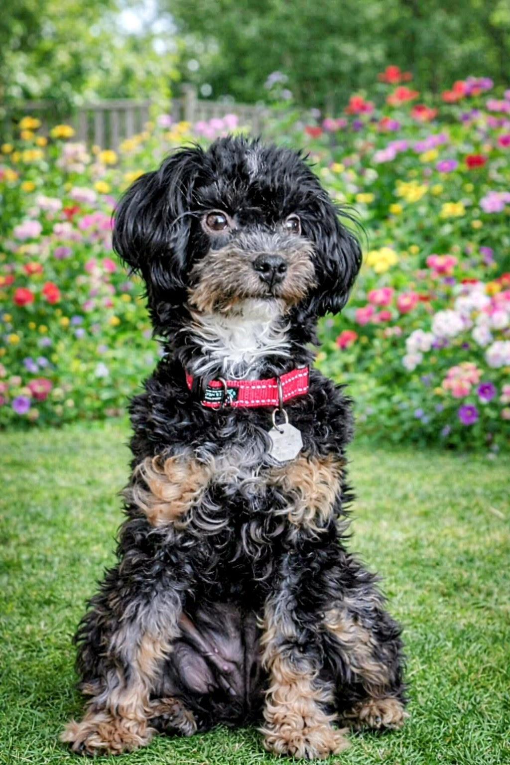 Enlarge Cookie, an adopted Bernedoodle in Salt Lake City, UT image 3/4