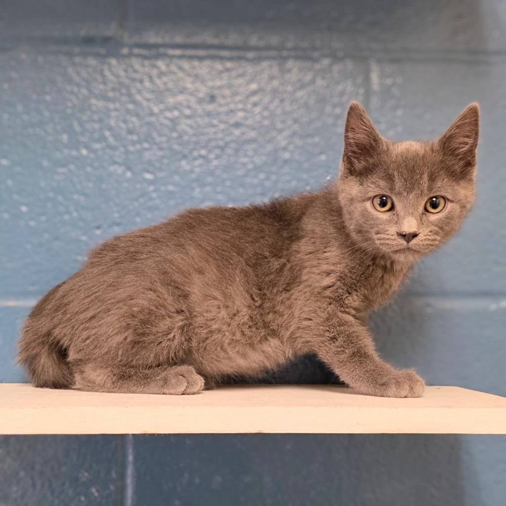 Shawn, Adopted, Kitten Male Domestic Short Hair.