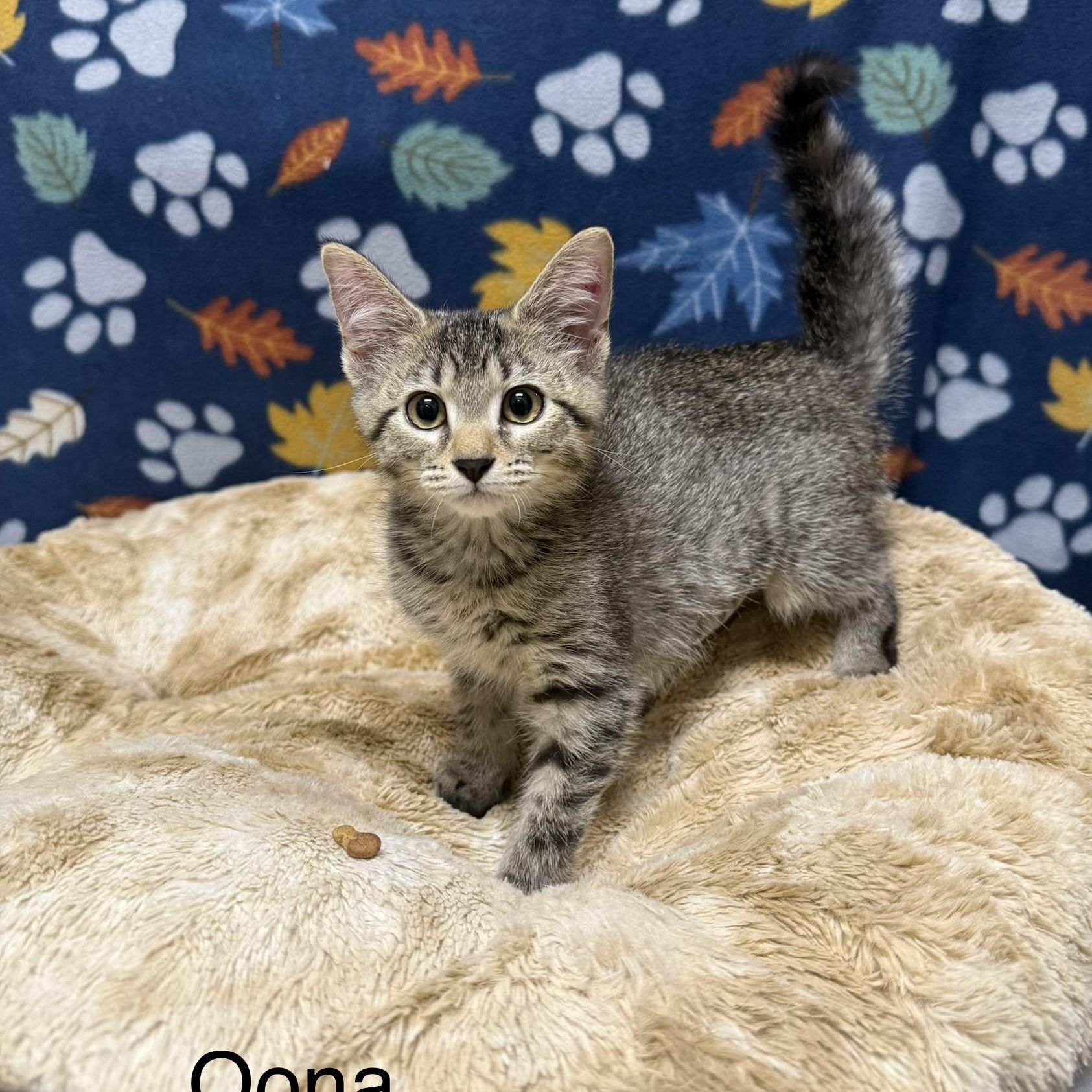 Oona, Adopted, Kitten Female Domestic Short Hair.