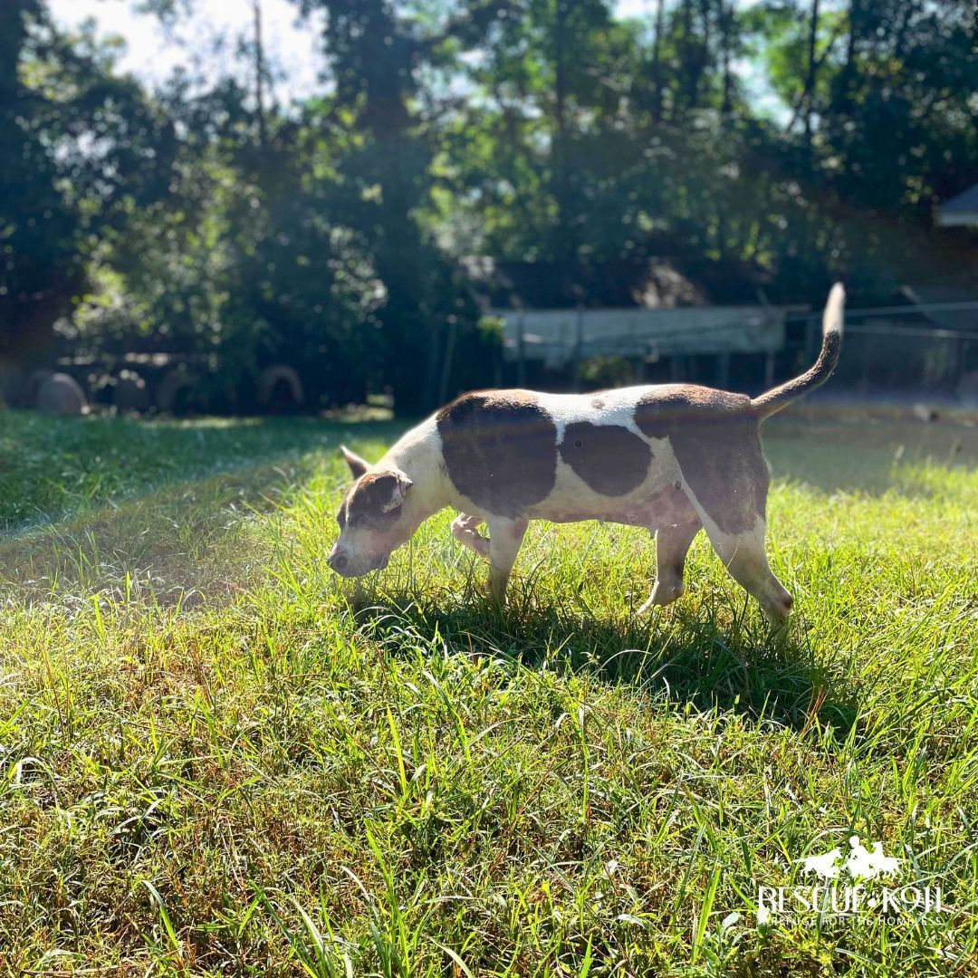Enlarge Lacey, a Adoptable American Staffordshire Terrier in Camp Hill, AL image 1/10