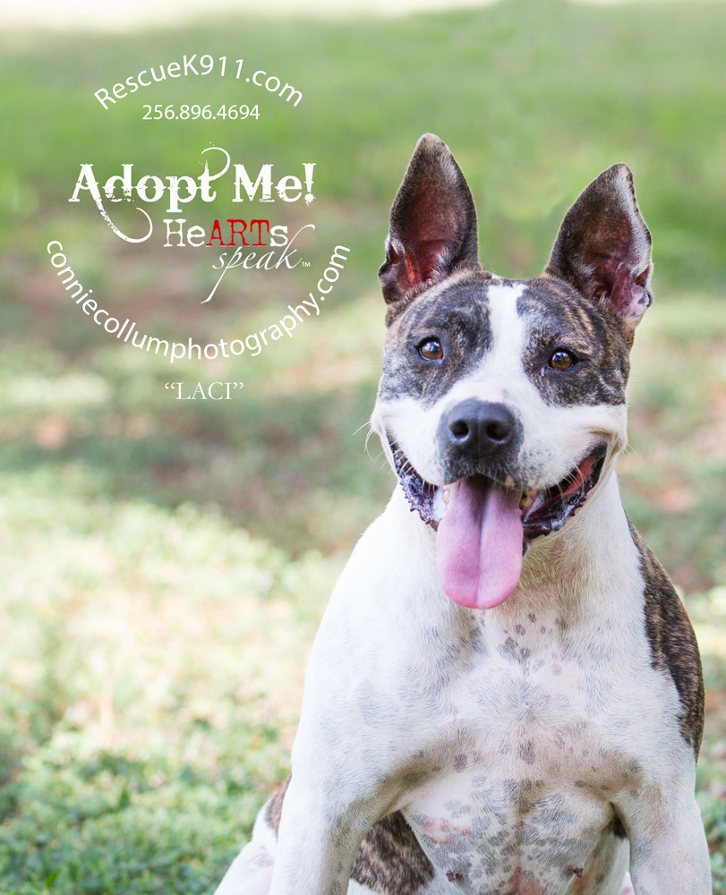 Enlarge Lacey, a Adoptable American Staffordshire Terrier in Camp Hill, AL image 2/10