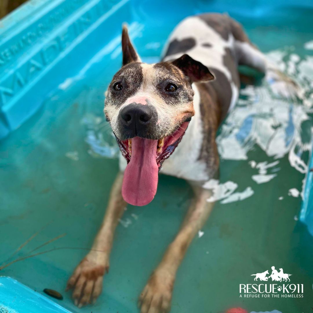 Enlarge Lacey, a Adoptable American Staffordshire Terrier in Camp Hill, AL image 3/10