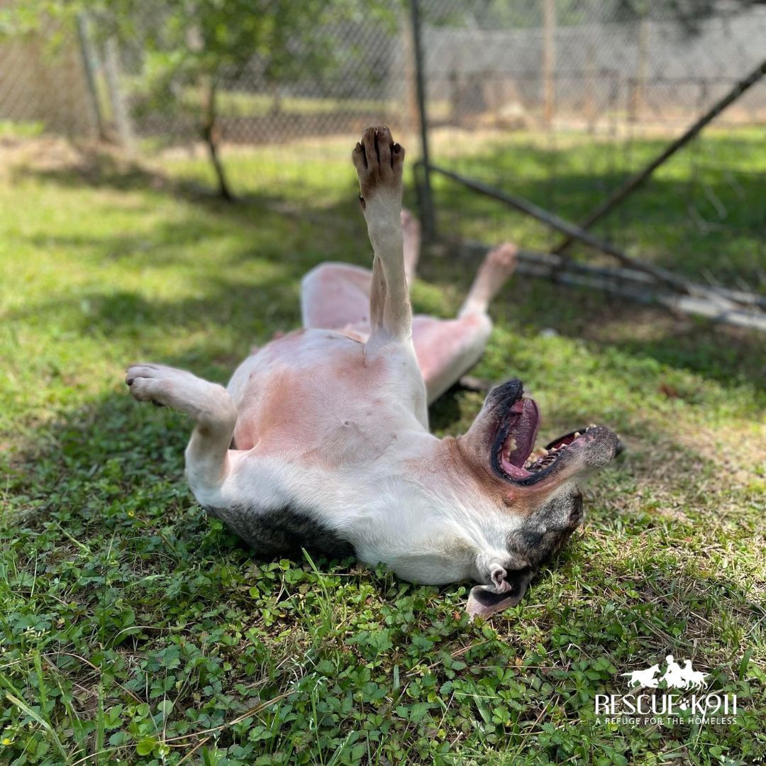 Enlarge Lacey, a Adoptable American Staffordshire Terrier in Camp Hill, AL image 4/10