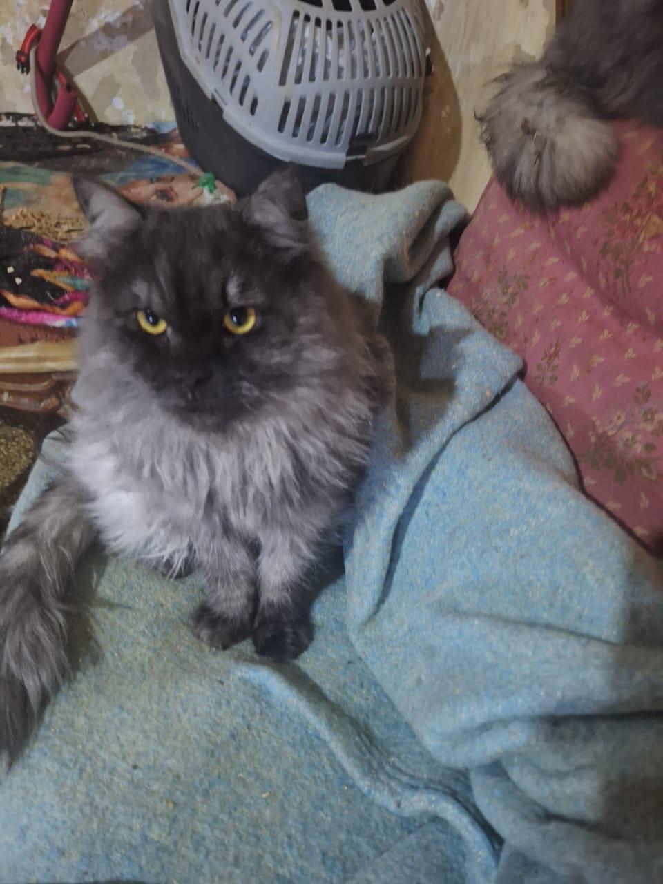 Shadow - Mainecoon Mix