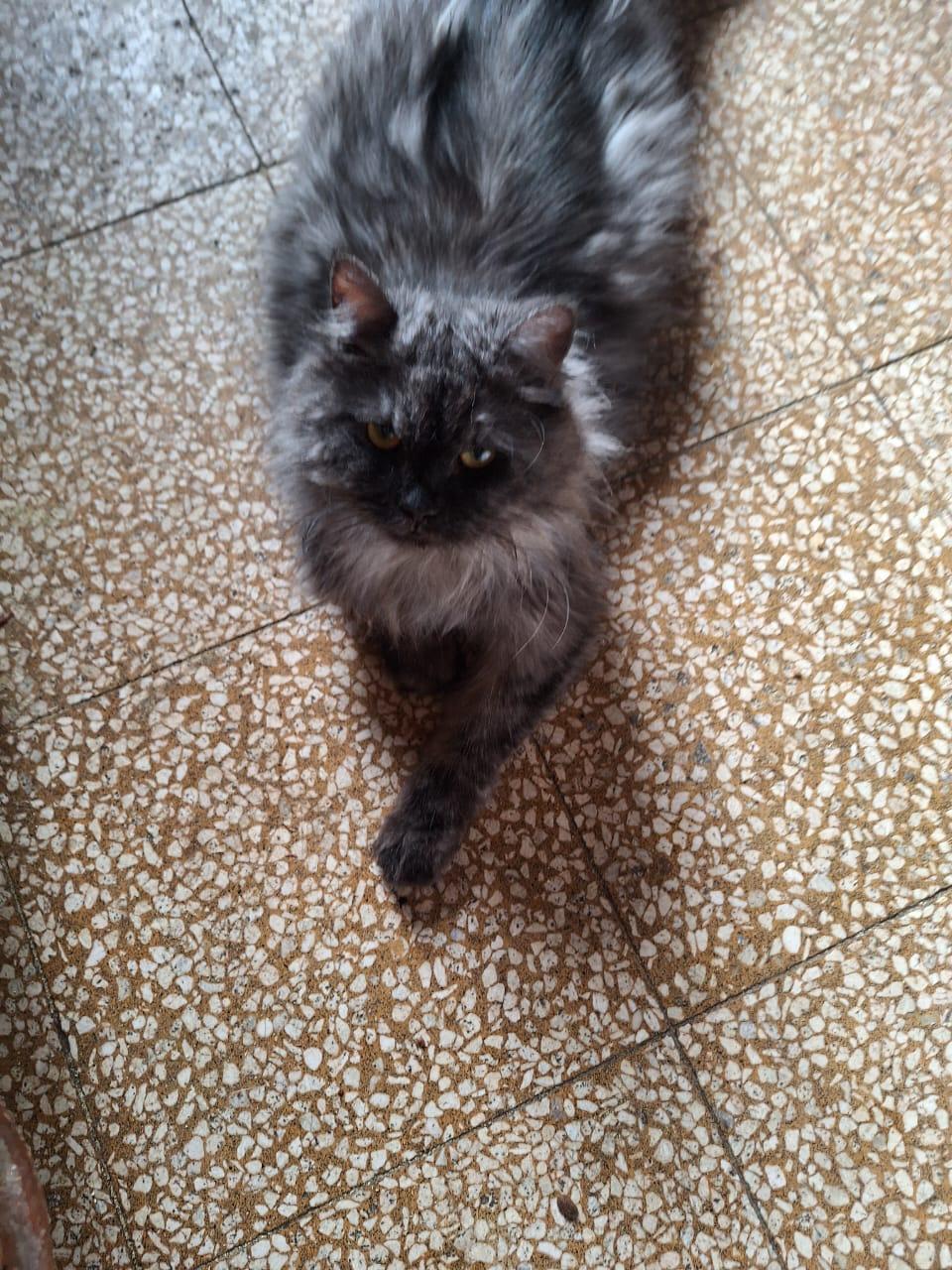 Shadow - Mainecoon Mix photo 2