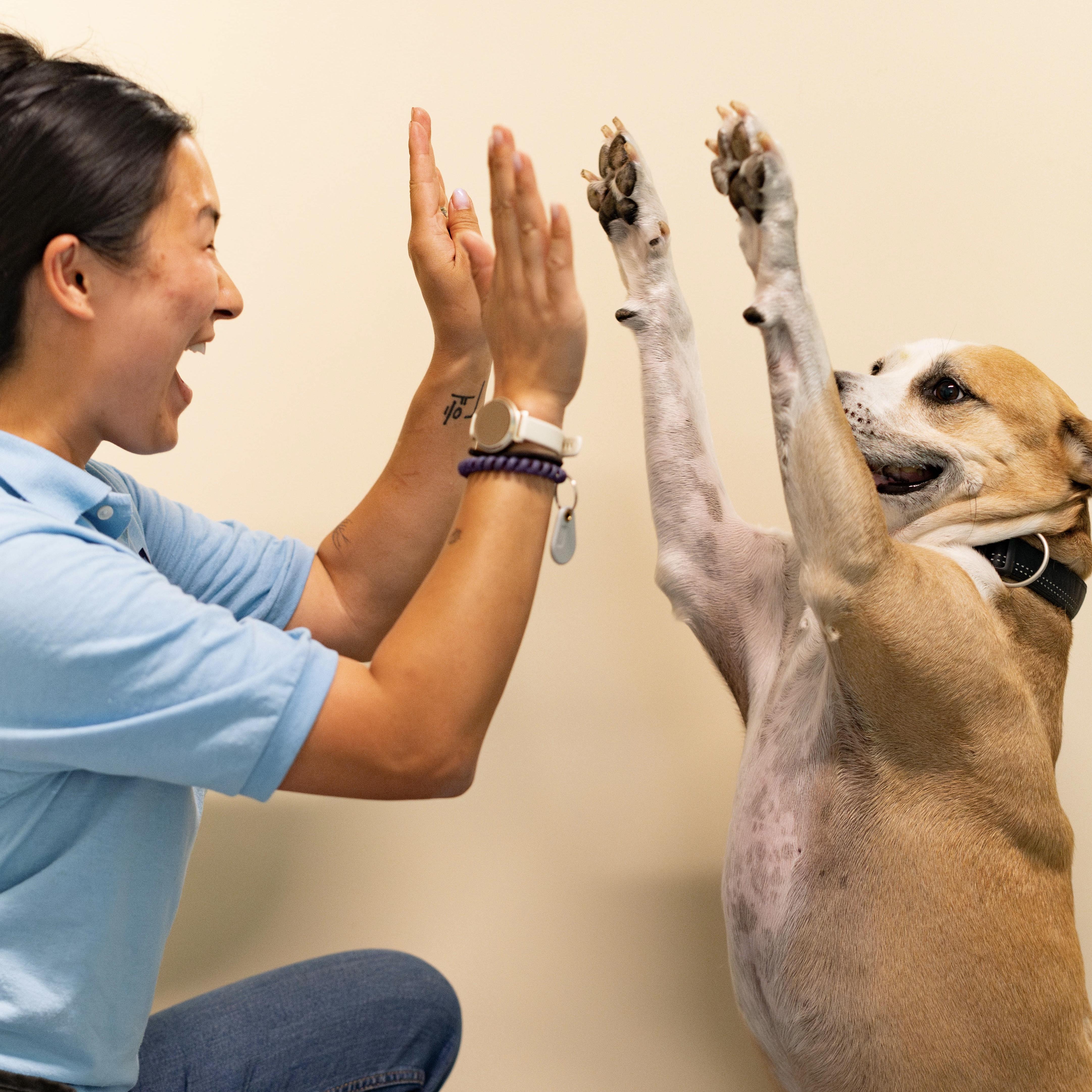 Enlarge Cecil, a Adoptable mixed breed in Briarcliff Manor, NY image 2/5