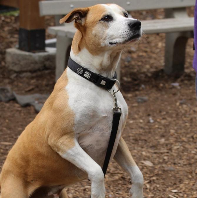 Cecil, Adoptable, Adult Male Labrador Retriever.