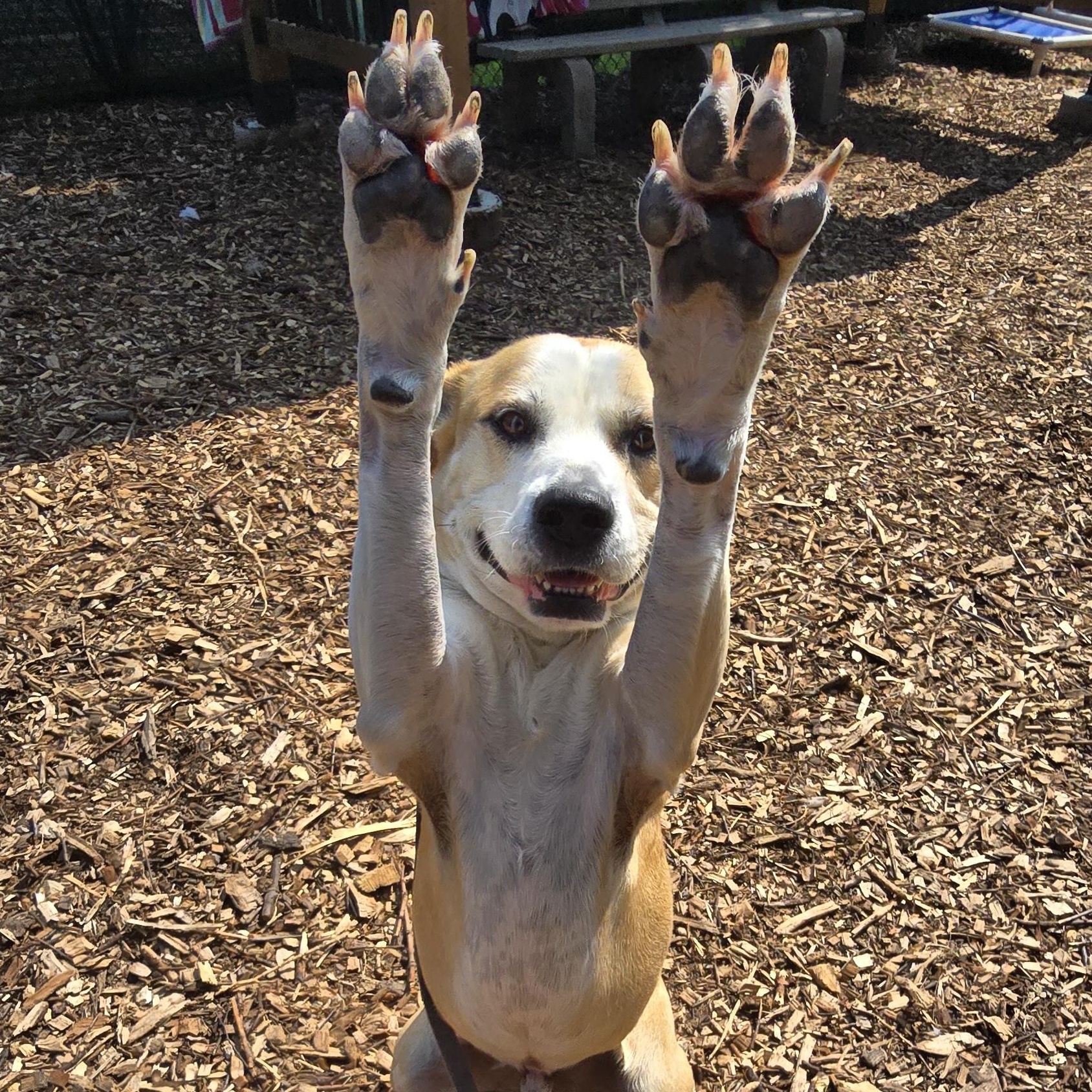Enlarge Cecil, a Adoptable mixed breed in Briarcliff Manor, NY image 5/5