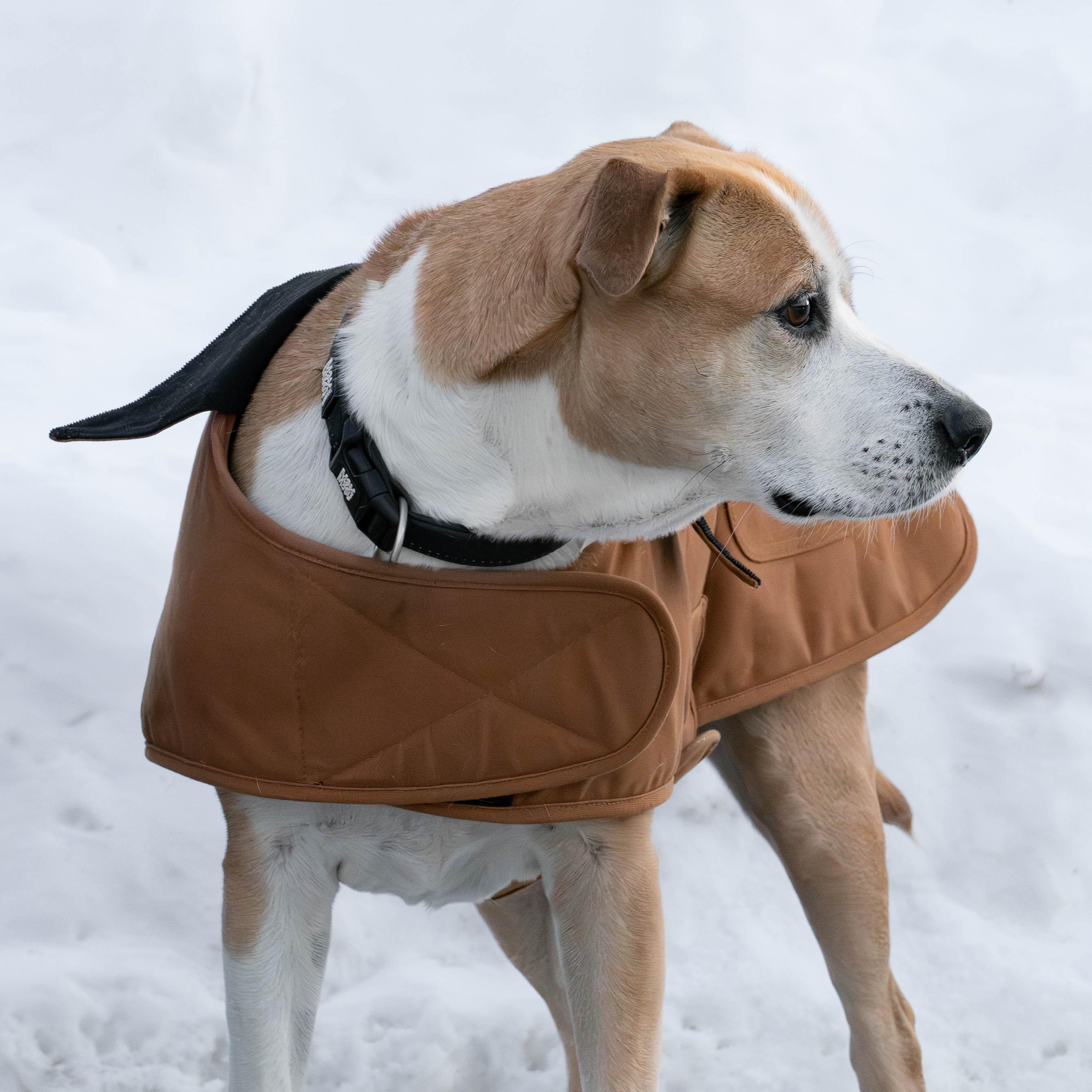 Enlarge Cecil, a Adoptable mixed breed in Briarcliff Manor, NY image 2/6