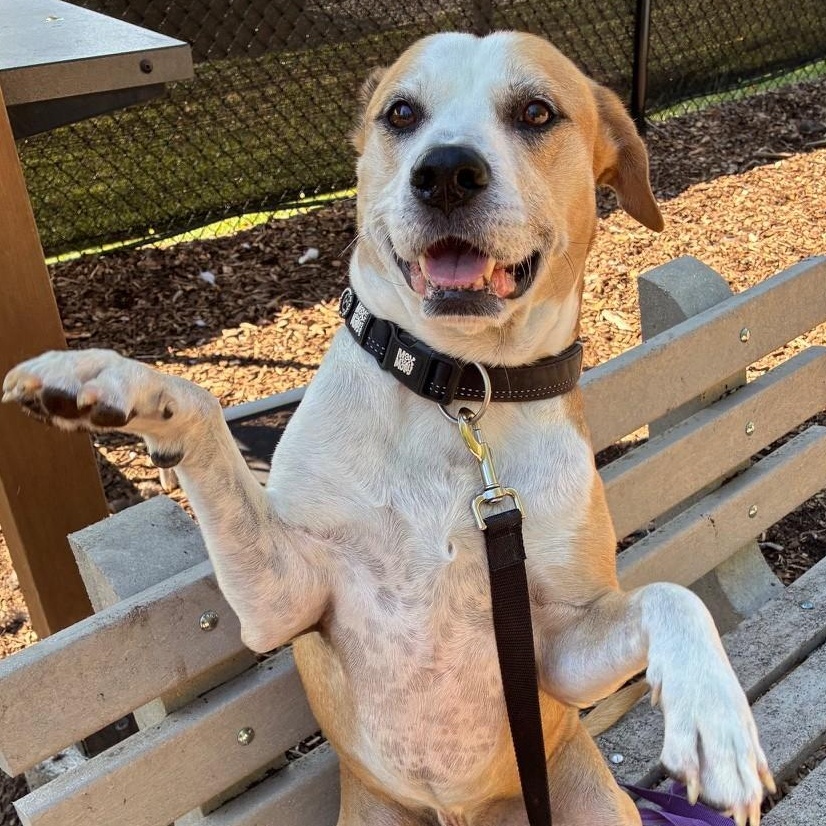 Enlarge Cecil, a Adoptable mixed breed in Briarcliff Manor, NY image 3/5