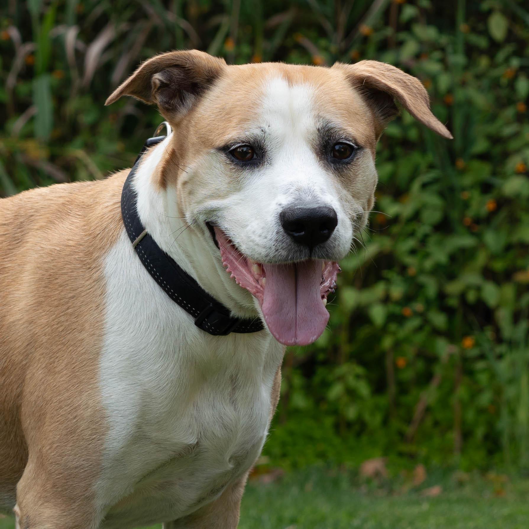Enlarge Cecil, a Adoptable mixed breed in Briarcliff Manor, NY image 1/5