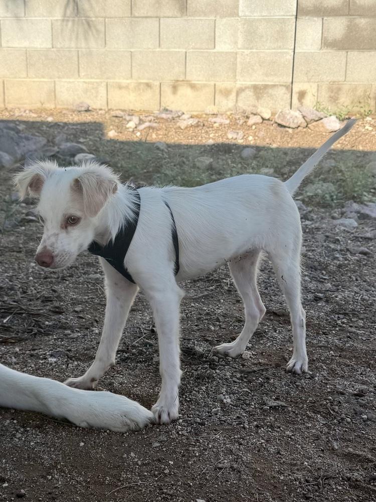 Enlarge Aegon, a Adoptable mixed breed in TUCSON, AZ image 1/4