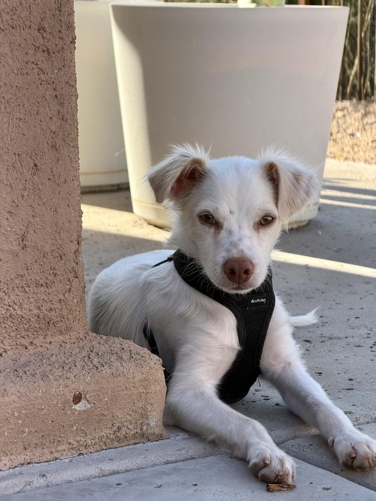 Enlarge Aegon, a Adoptable mixed breed in TUCSON, AZ image 2/4
