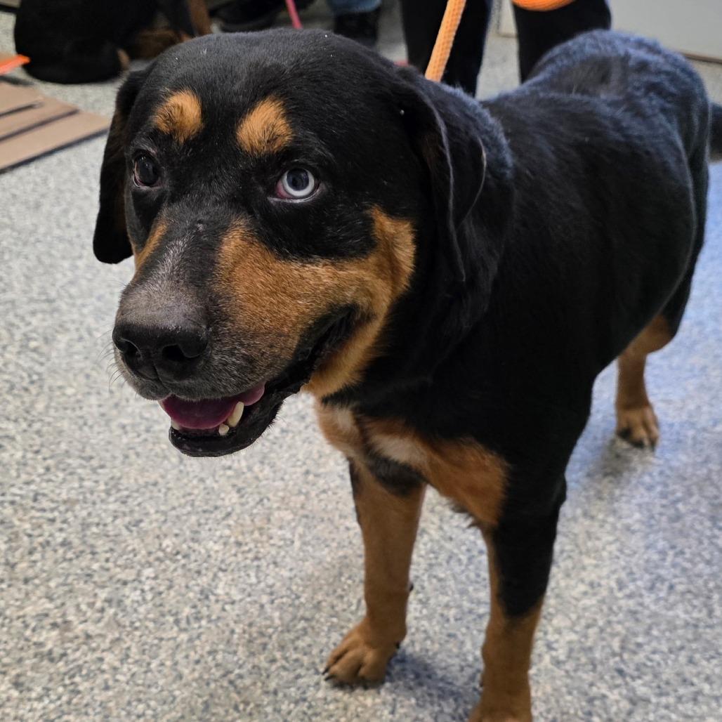 Hunter, Adoptable, Adult Male Rottweiler.