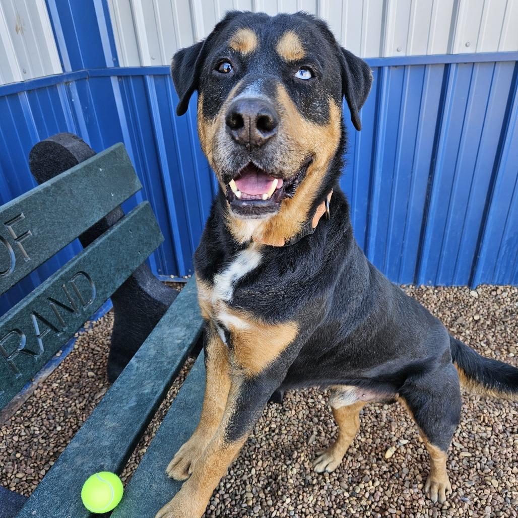 Enlarge Hunter, a Adoptable mixed breed in Kingman, KS image 2/4