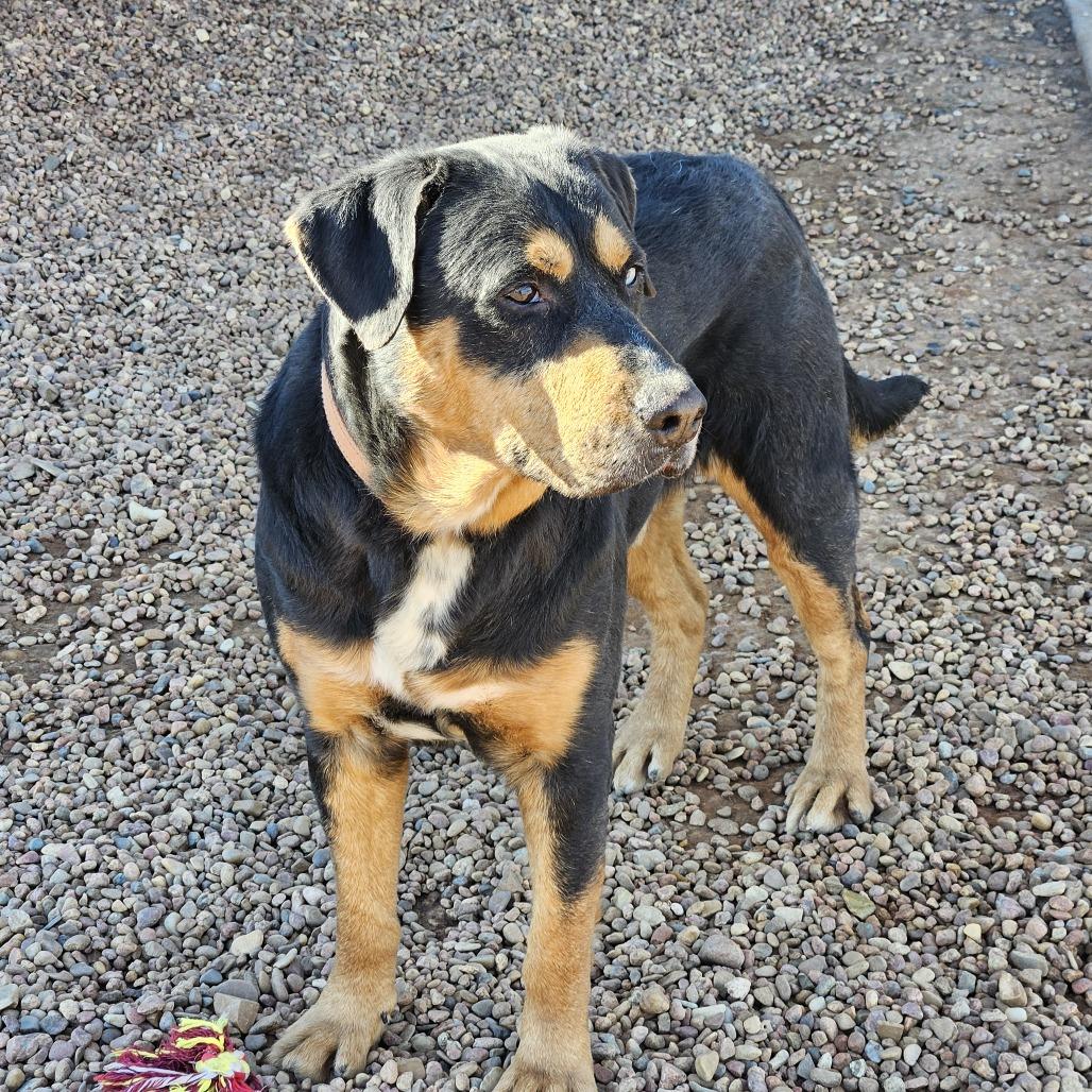 Enlarge Hunter, a Adoptable mixed breed in Kingman, KS image 3/4