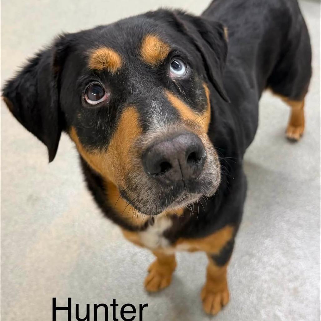 Enlarge Hunter, a Adoptable mixed breed in Kingman, KS image 4/6