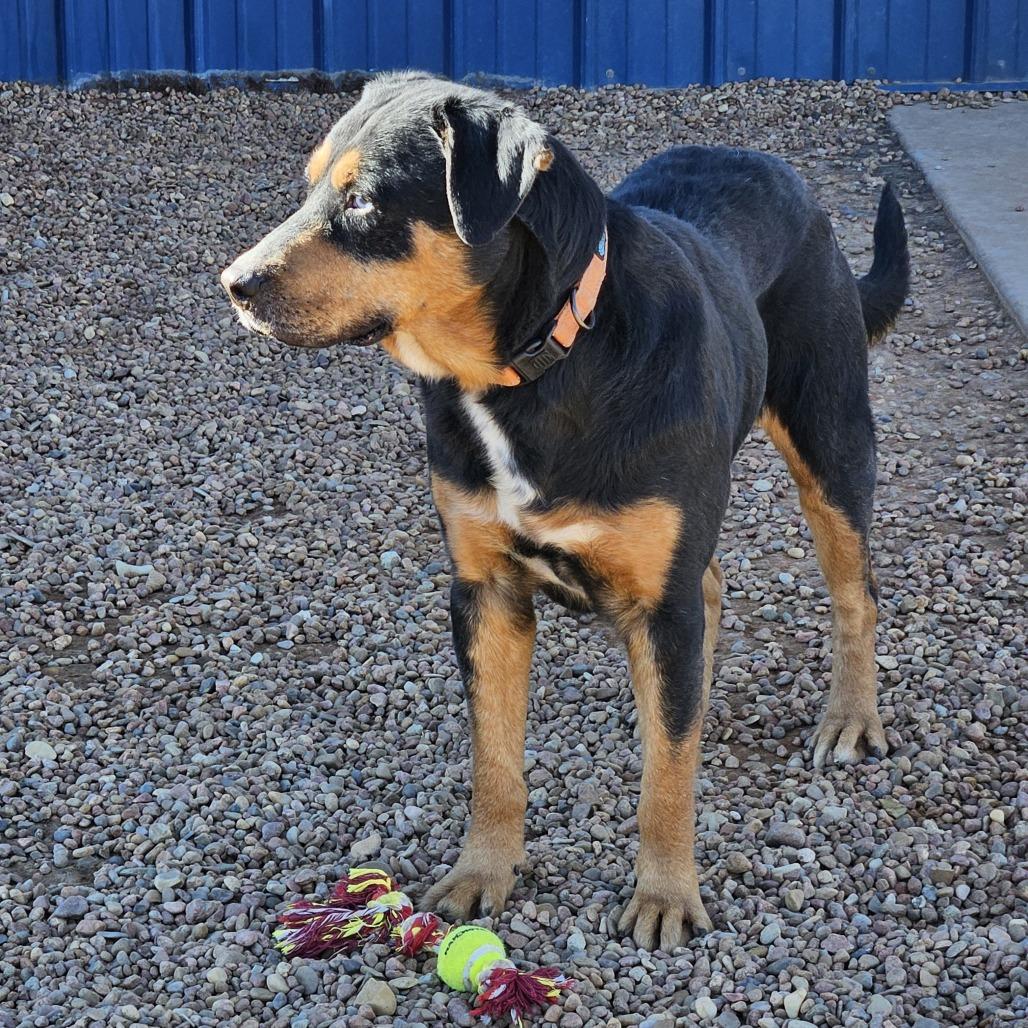Enlarge Hunter, a Adoptable mixed breed in Kingman, KS image 4/4