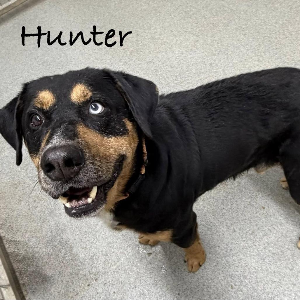Hunter, a Adoptable mixed breed in Kingman, KS image 5/5