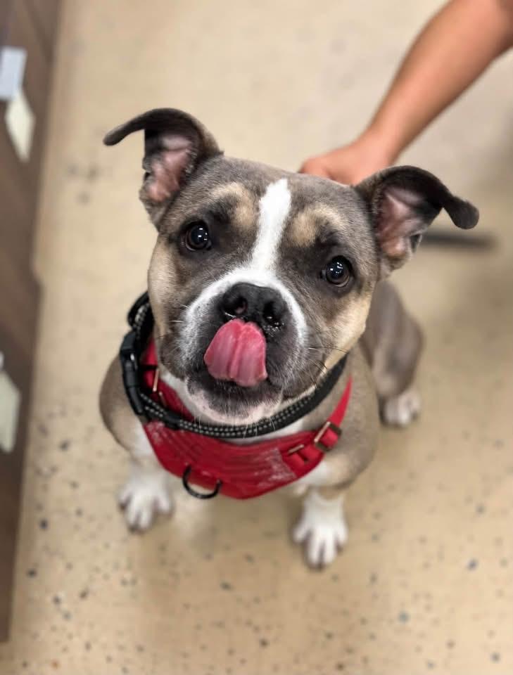 Enlarge Dox, a Adoptable Bulldog in Ellicott City, MD image 1/2