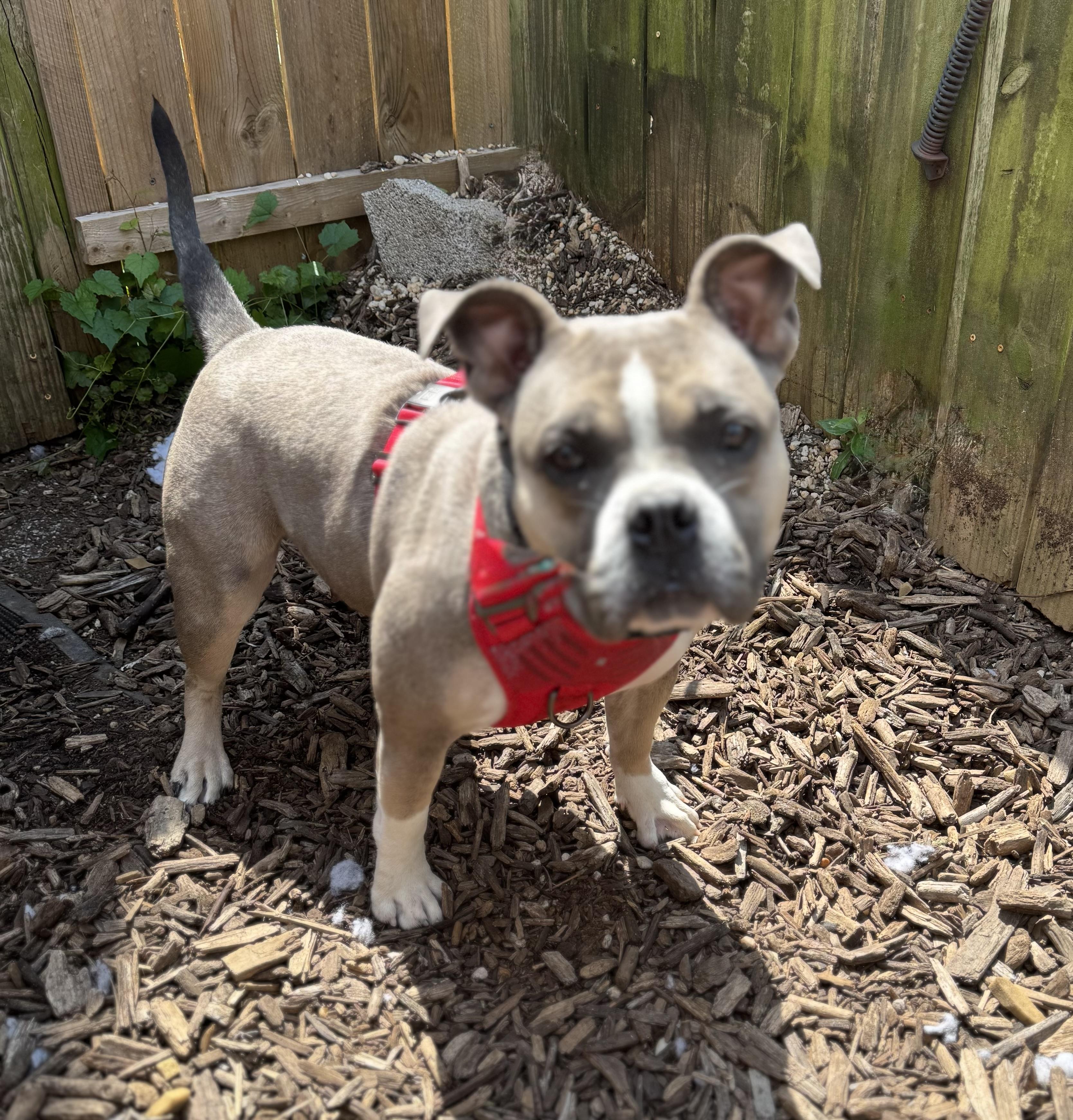 Enlarge Dox, a Adoptable Bulldog in Ellicott City, MD image 2/2