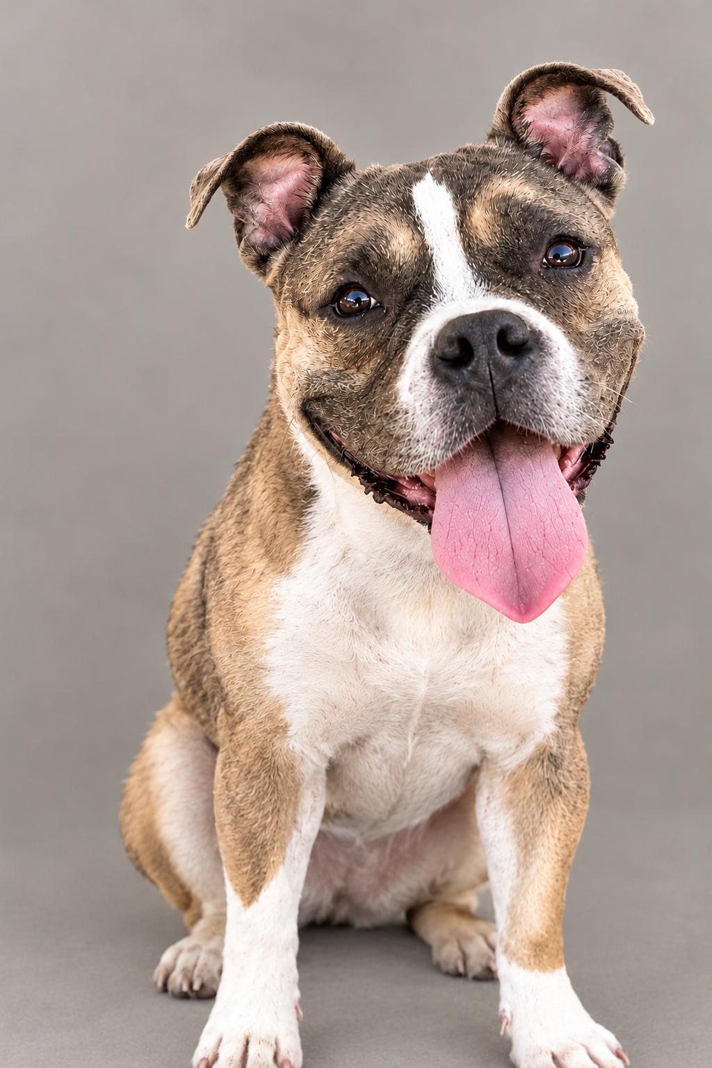 Dox, Adoptable, Adult Female Bulldog.