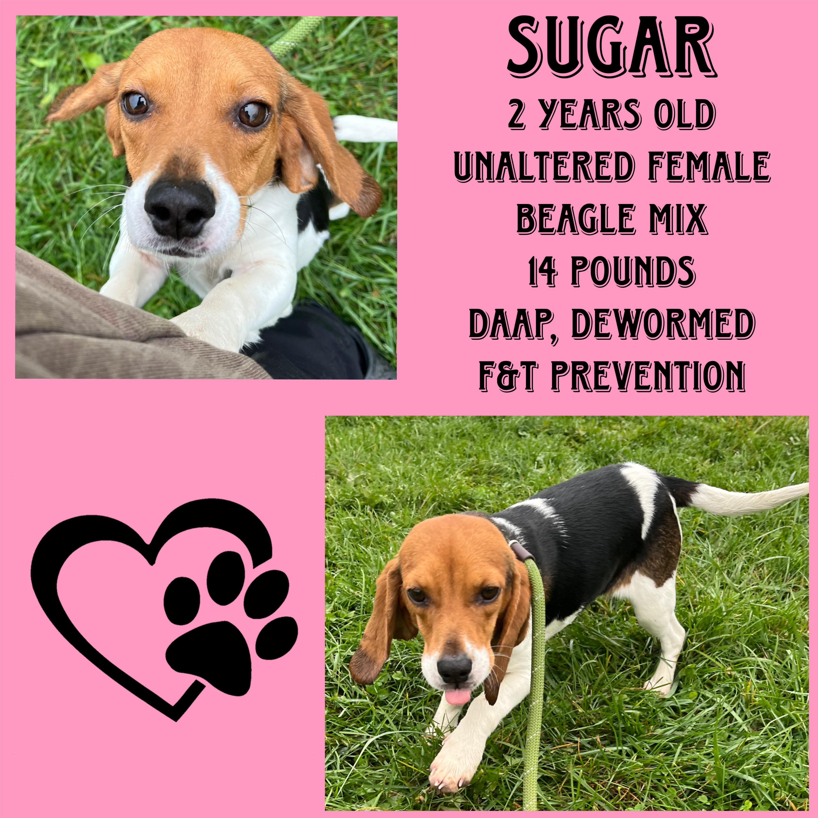 sugar, Adopted, Young Female Beagle.