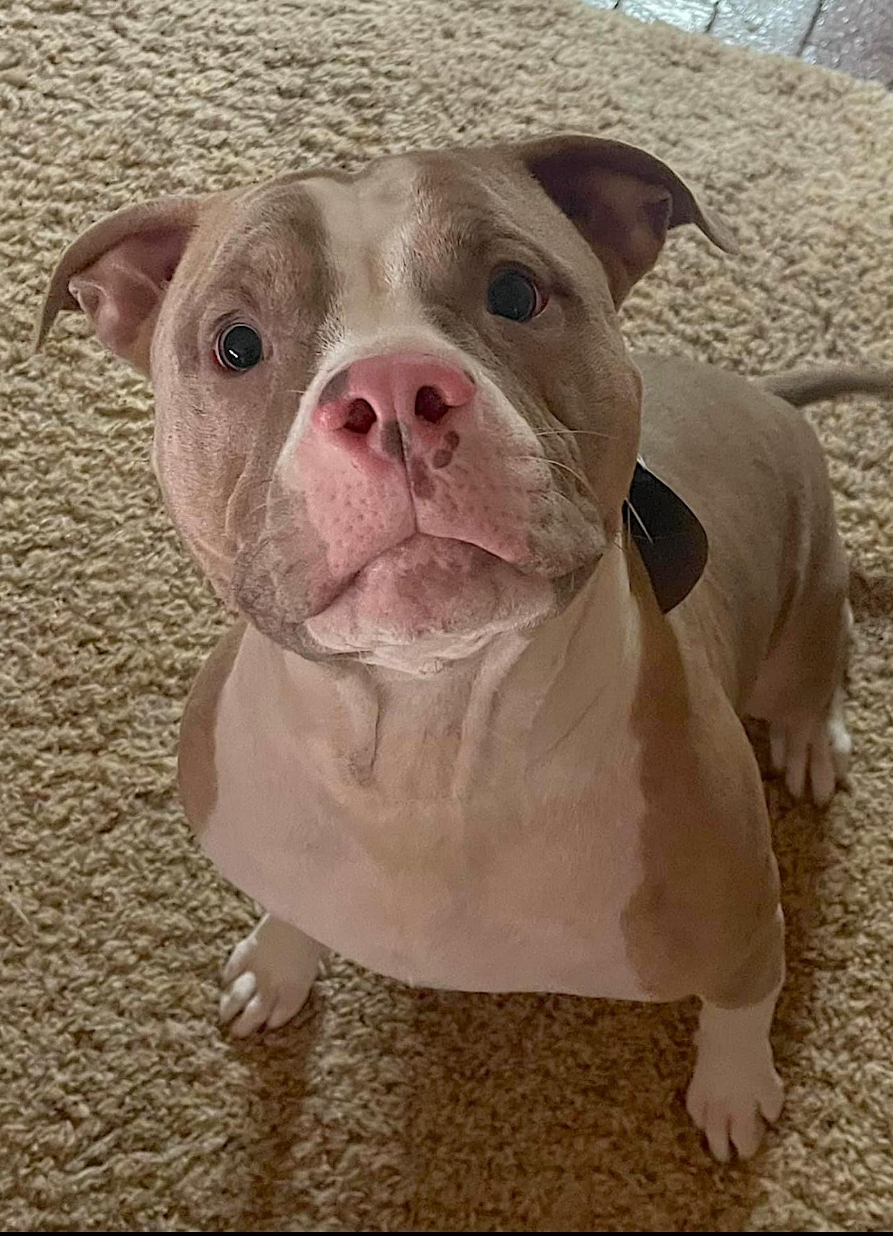 Maximus — thumbnail 3