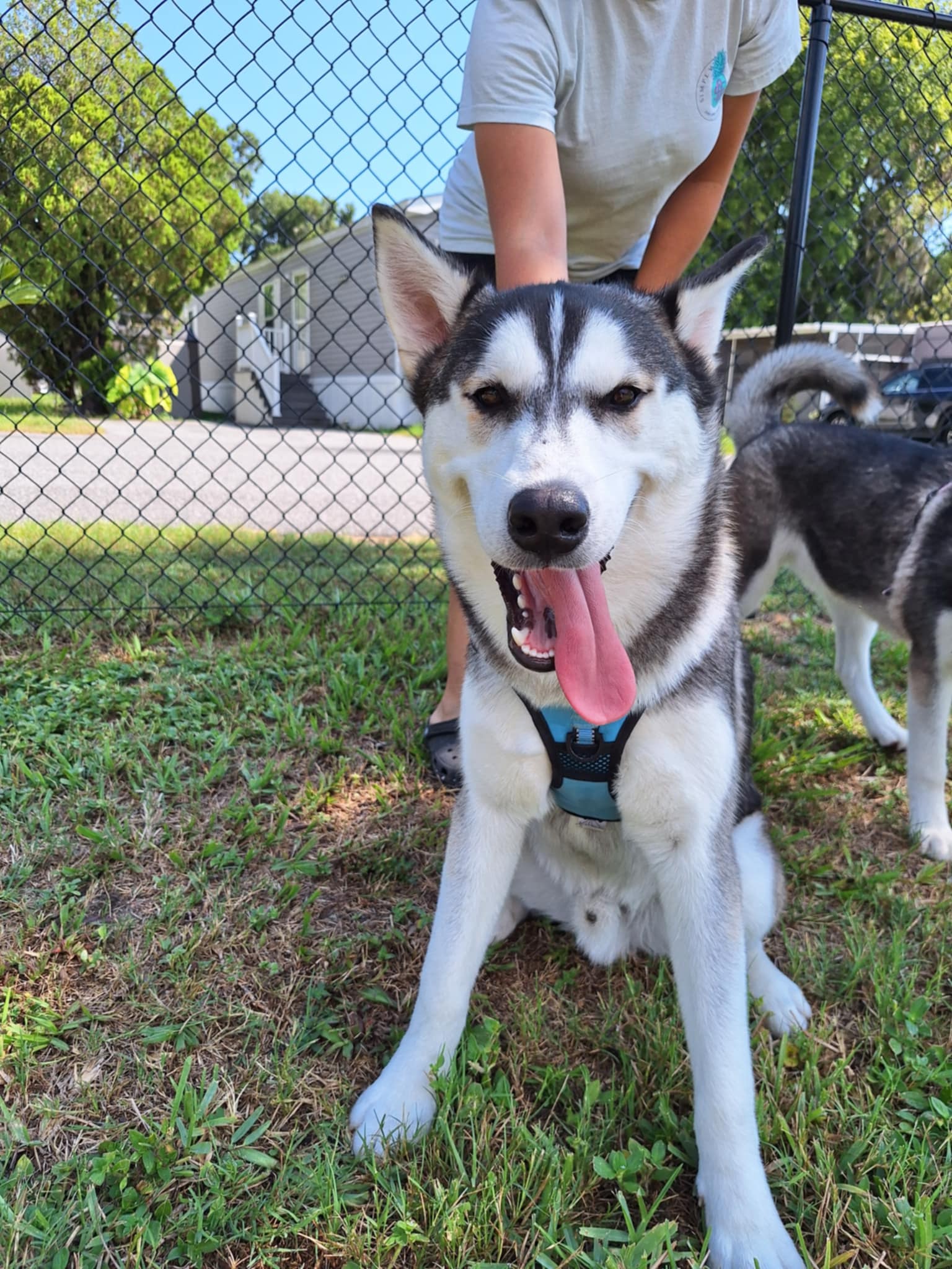 Trooper, Adopted, Young Male Siberian Husky.