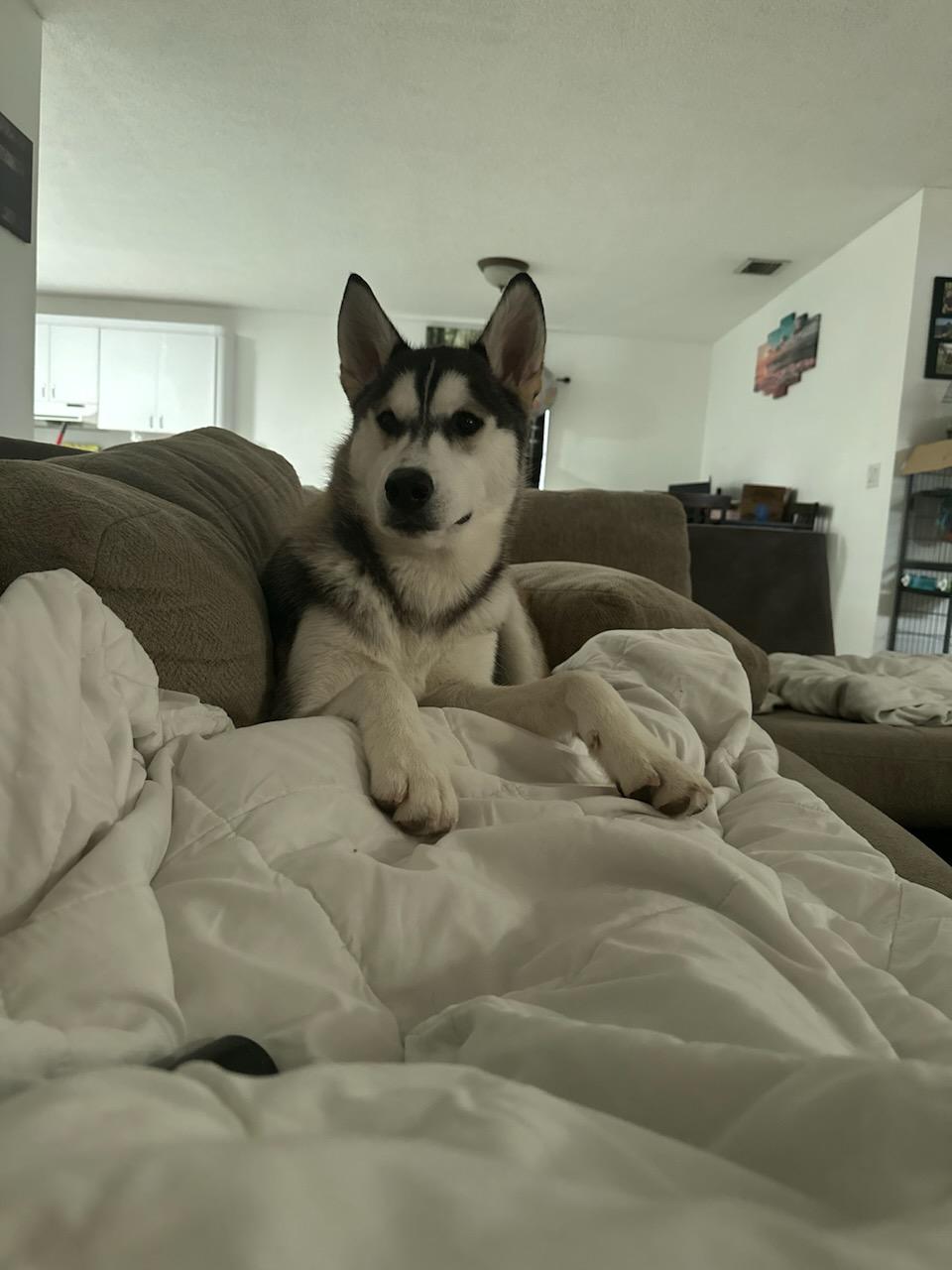 Enlarge Trooper, a Adopted Siberian Husky in Gainesville, FL image 2/3