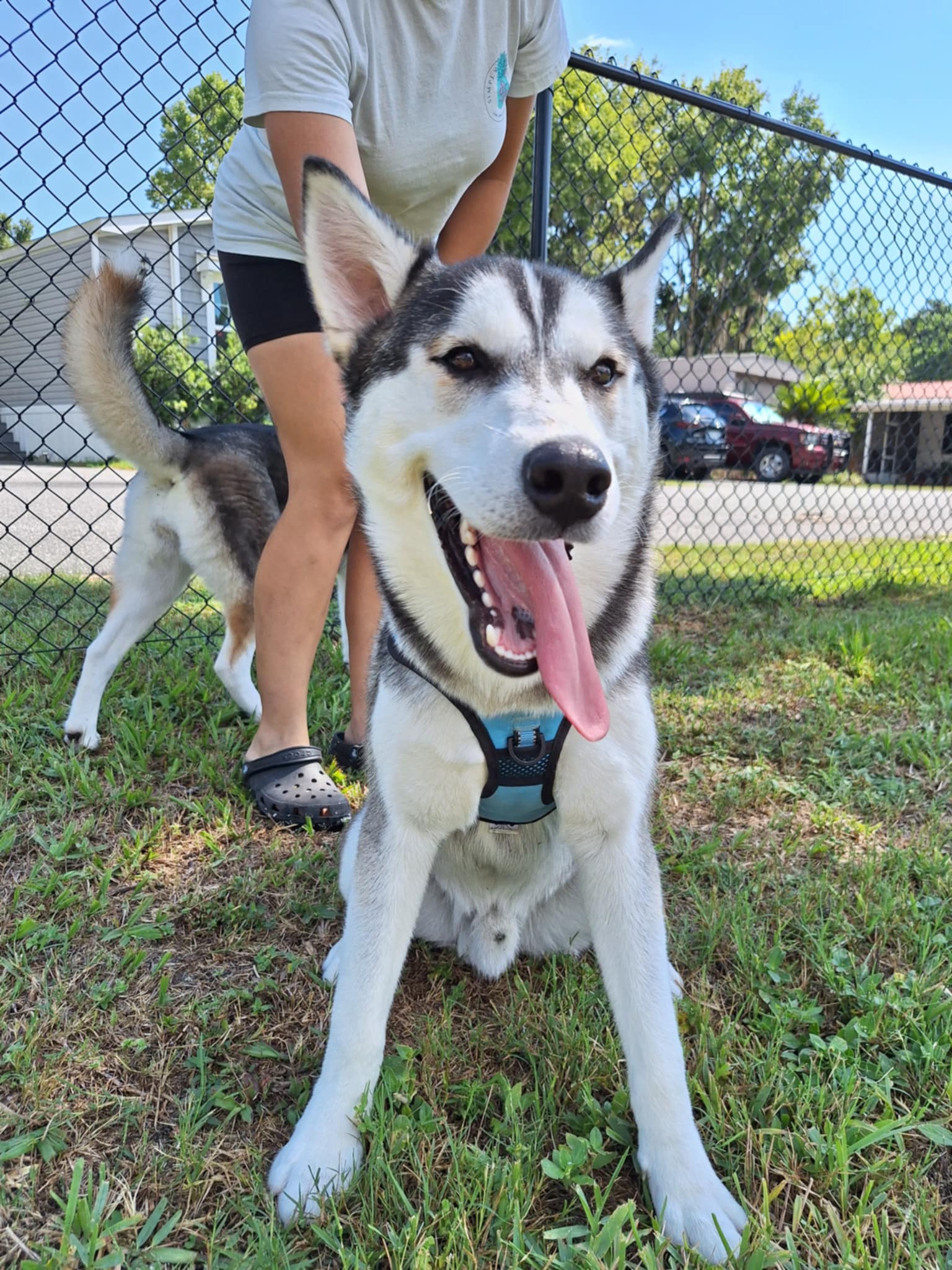 Enlarge Trooper, a Adopted Siberian Husky in Gainesville, FL image 3/3