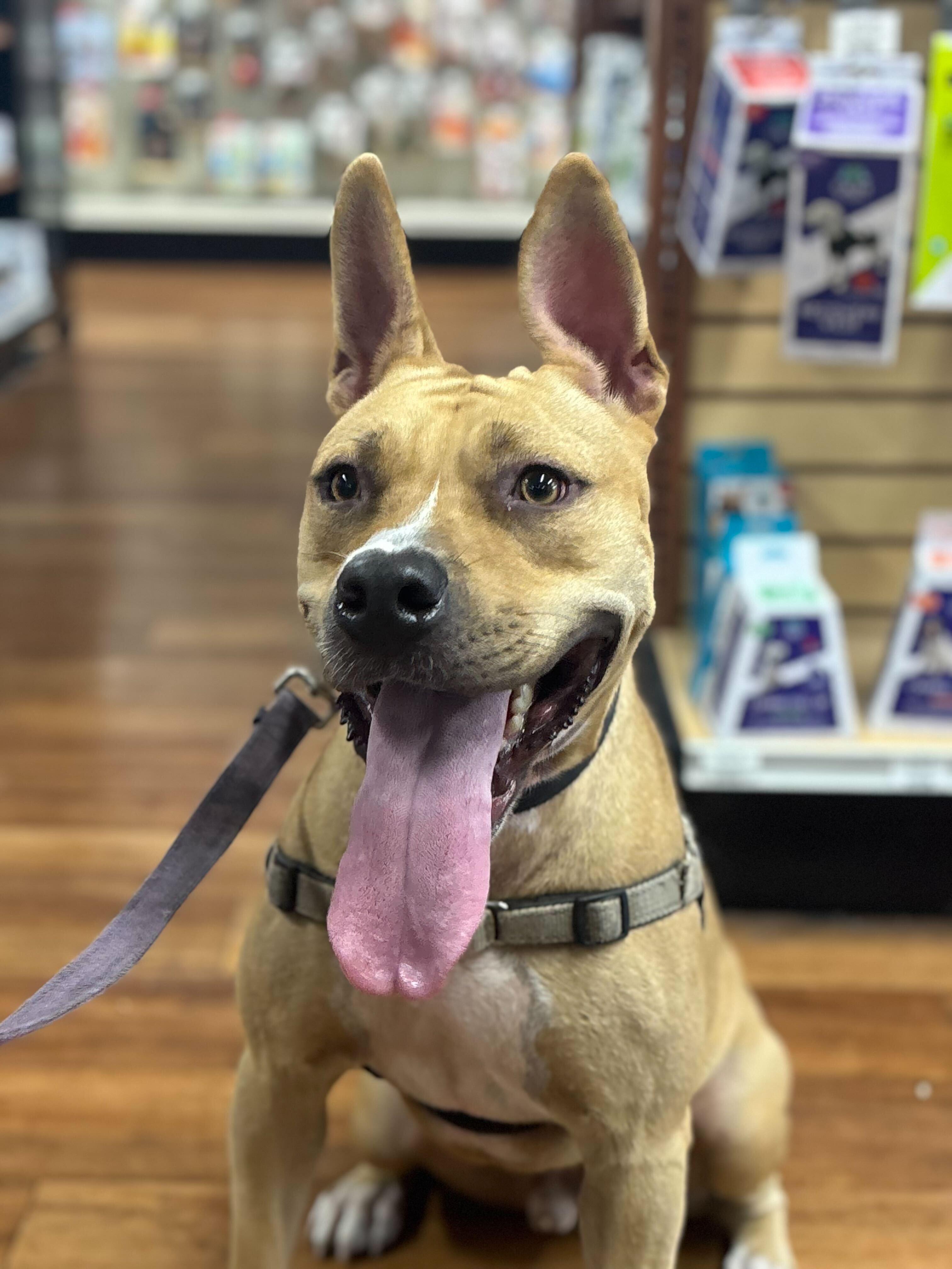 Jaguar (TRAINED DOG), Adoptable, Young Male Terrier.