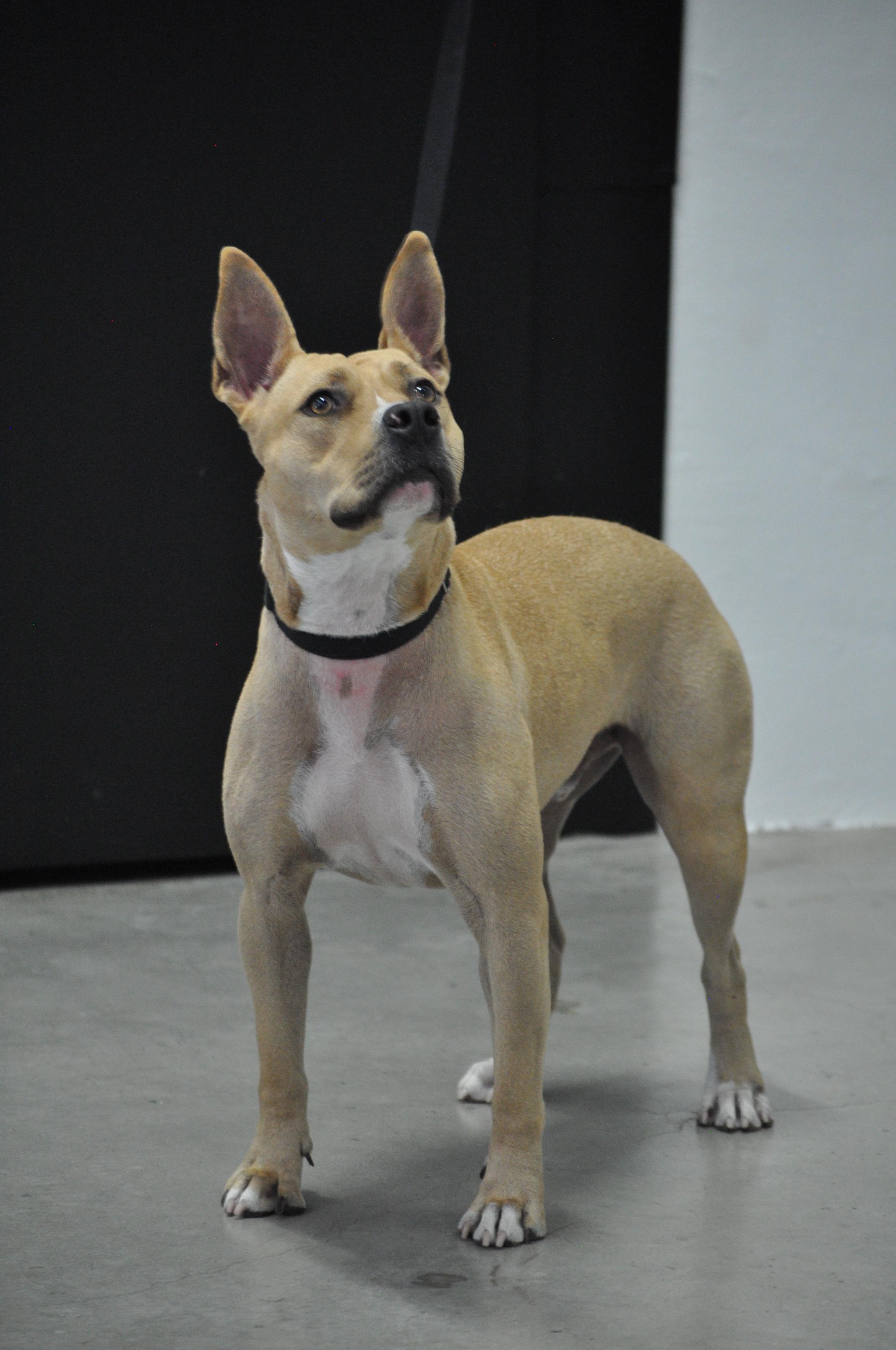 Jaguar (TRAINED DOG), Adoptable, Young Male Terrier.