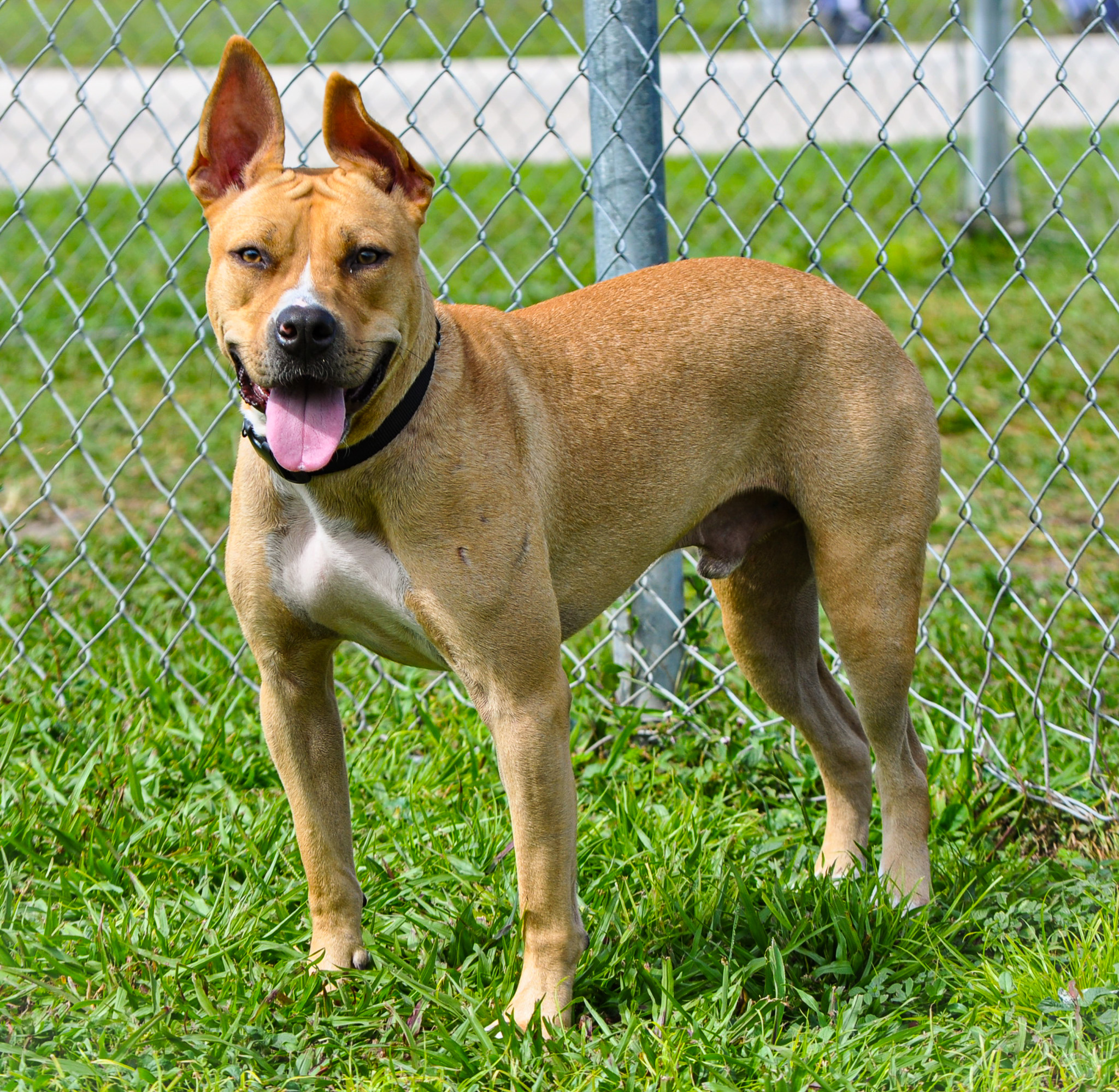 Jaguar (TRAINED DOG)