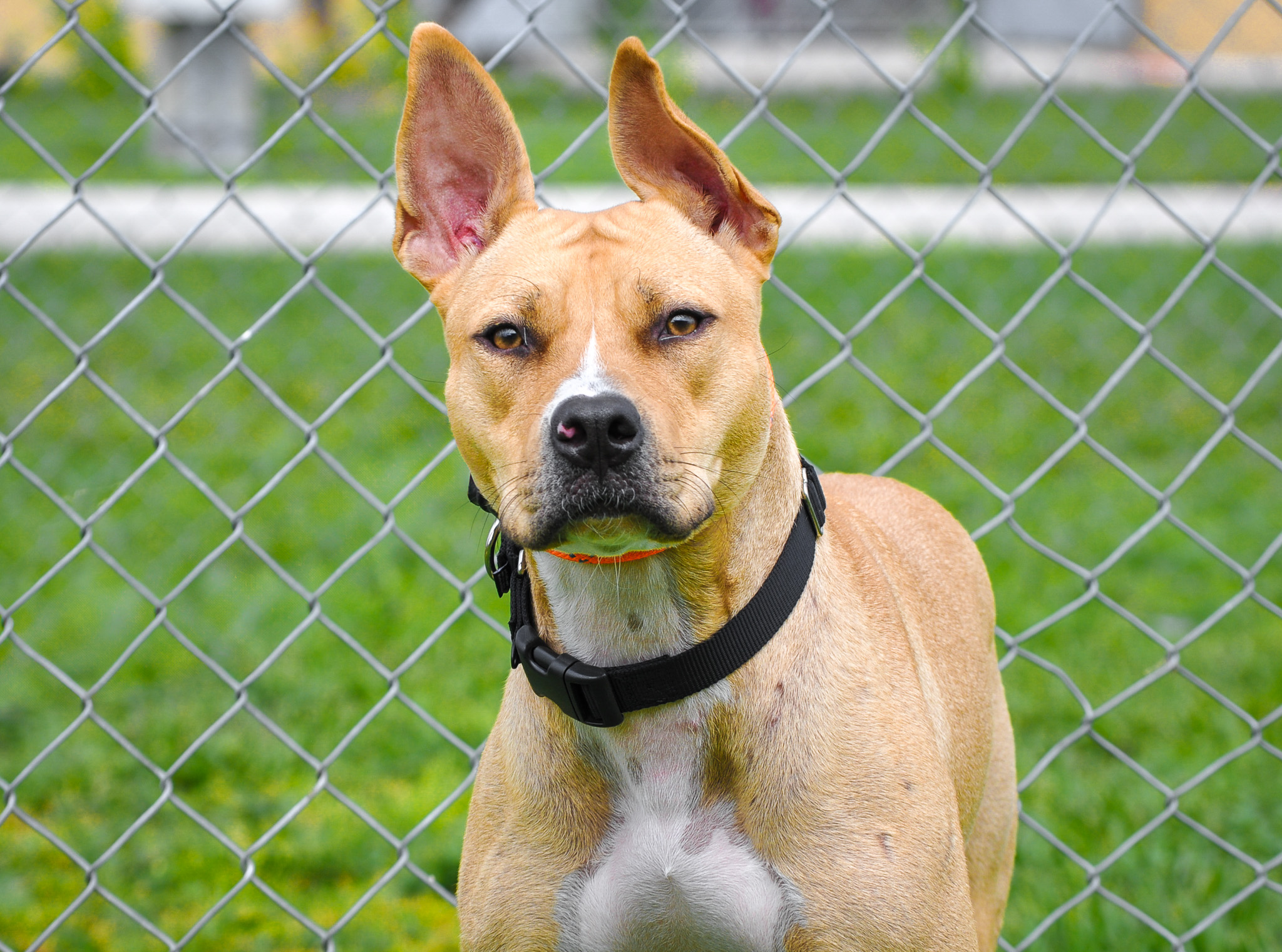 Jaguar (TRAINED DOG)