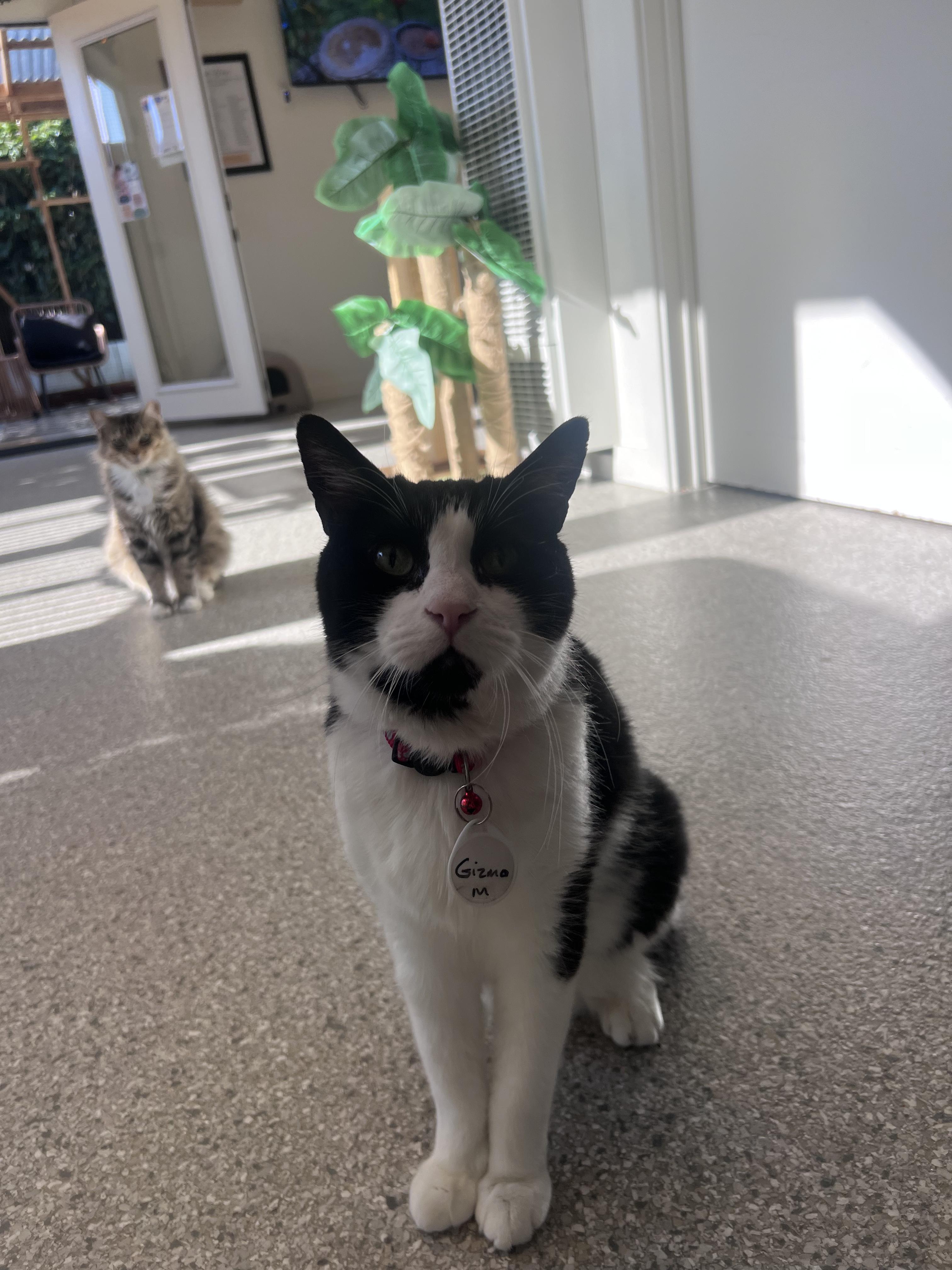 Gizmo, a Adoptable Domestic Short Hair in San Luis Obispo, CA image 4/6