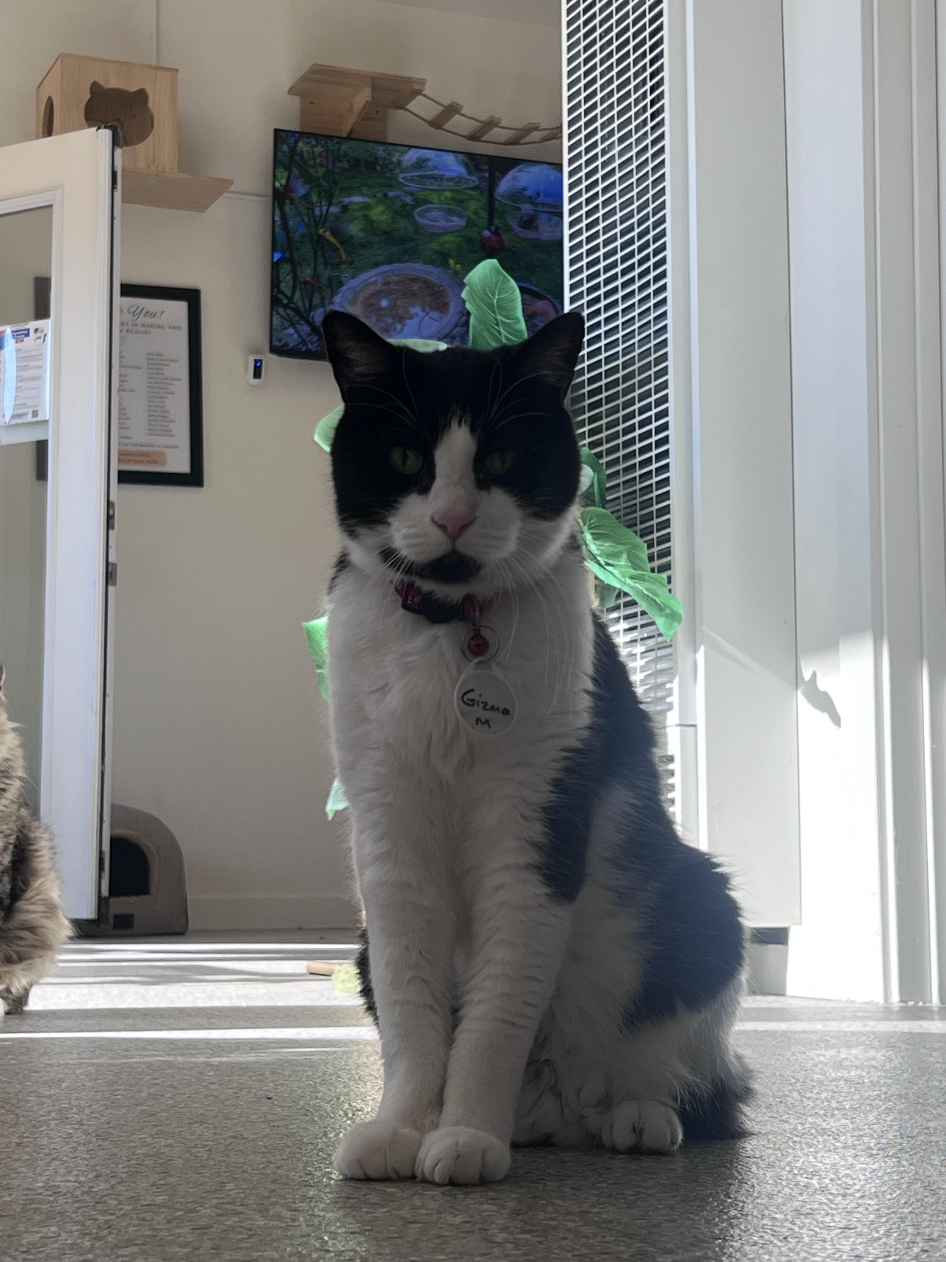 Gizmo, a Adoptable Domestic Short Hair in San Luis Obispo, CA image 2/6